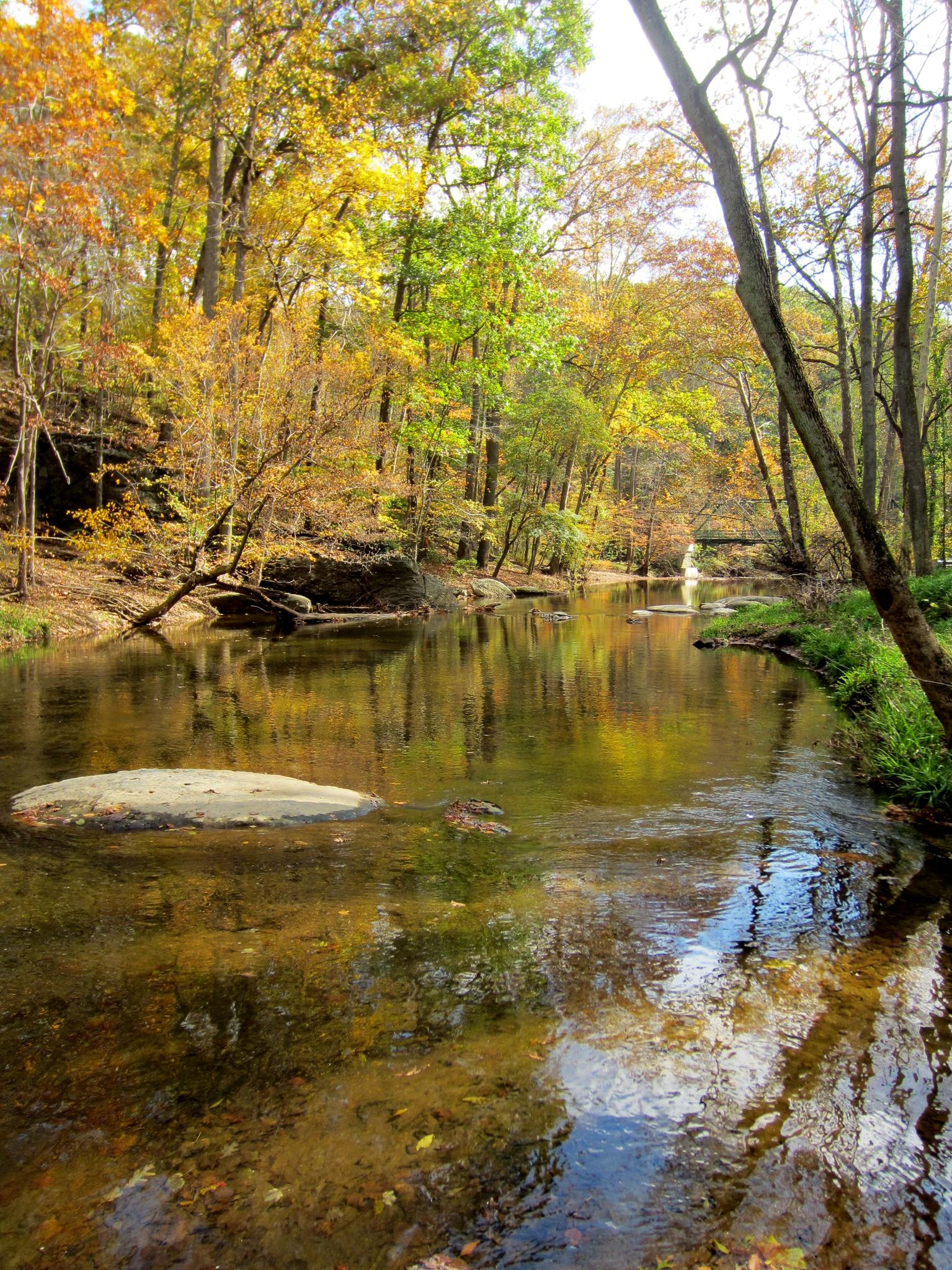 A stream flows through a forest with vibrant autumn foliage.