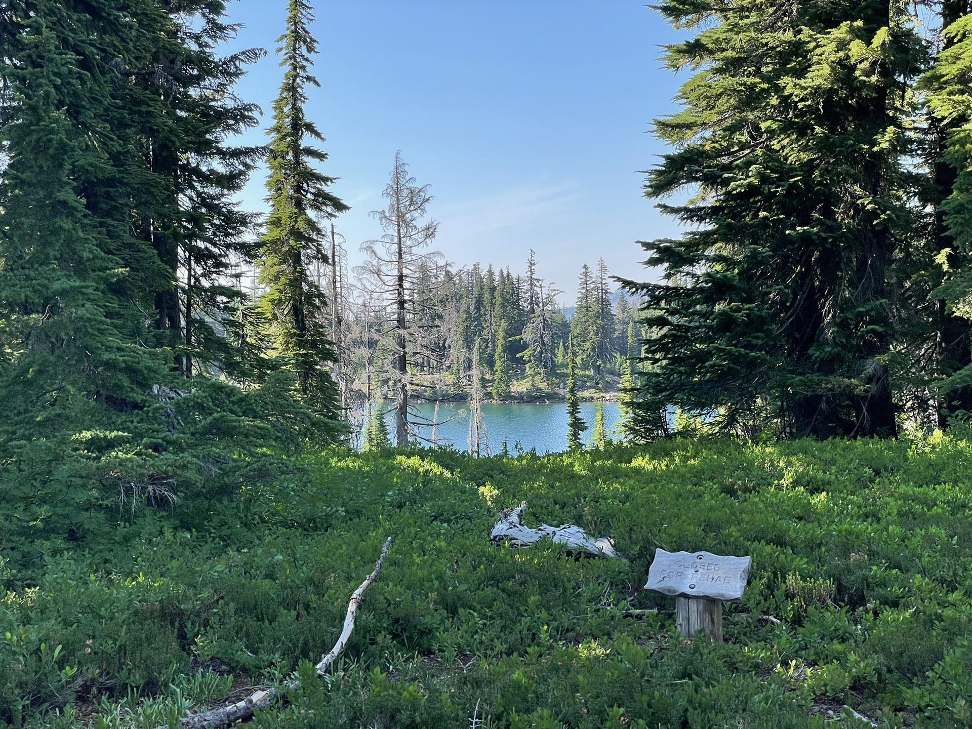 Calm lake visible through dense green undergrowth and tall pine trees.