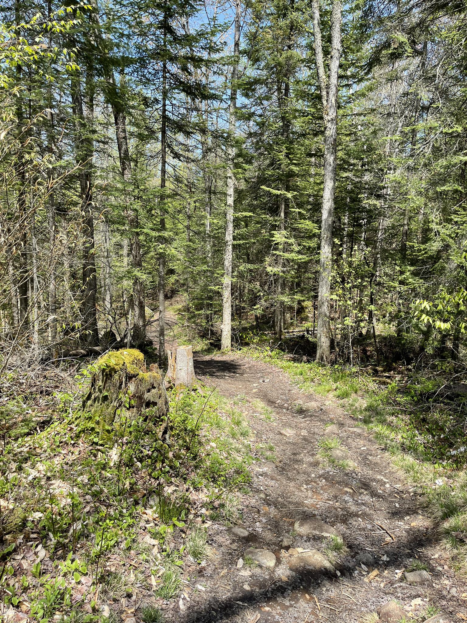 A sunlit dirt path winds through a dense green forest with a mossy stump.