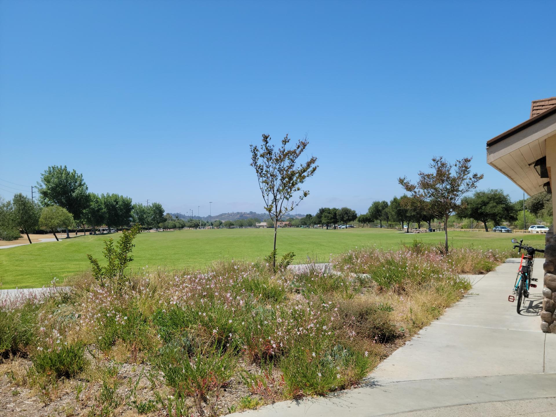 Expansive green field with wildflowers, trees, and a parked bicycle on a sunny day.