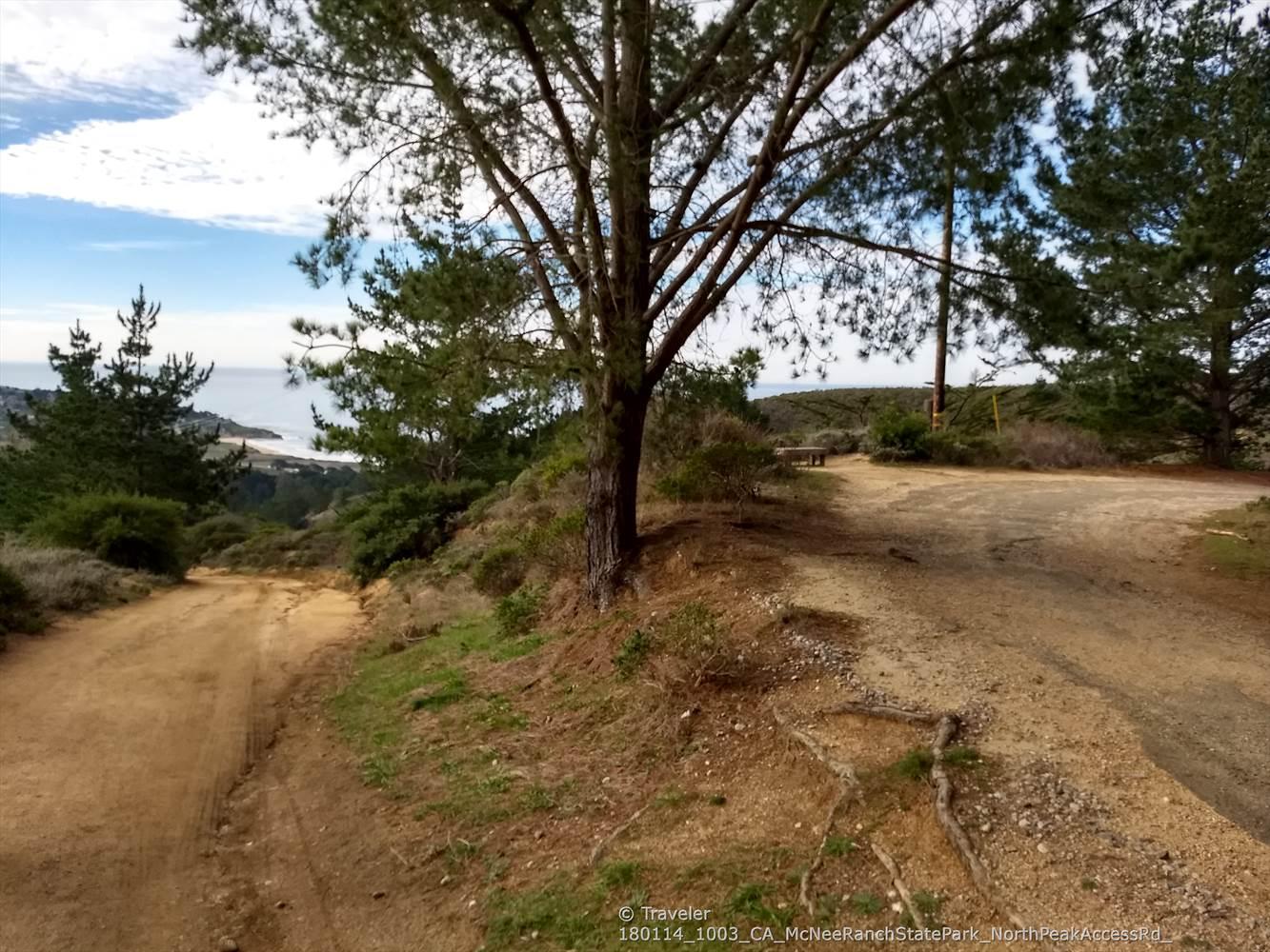 Fork in a dirt path under a large tree, with ocean in distance.