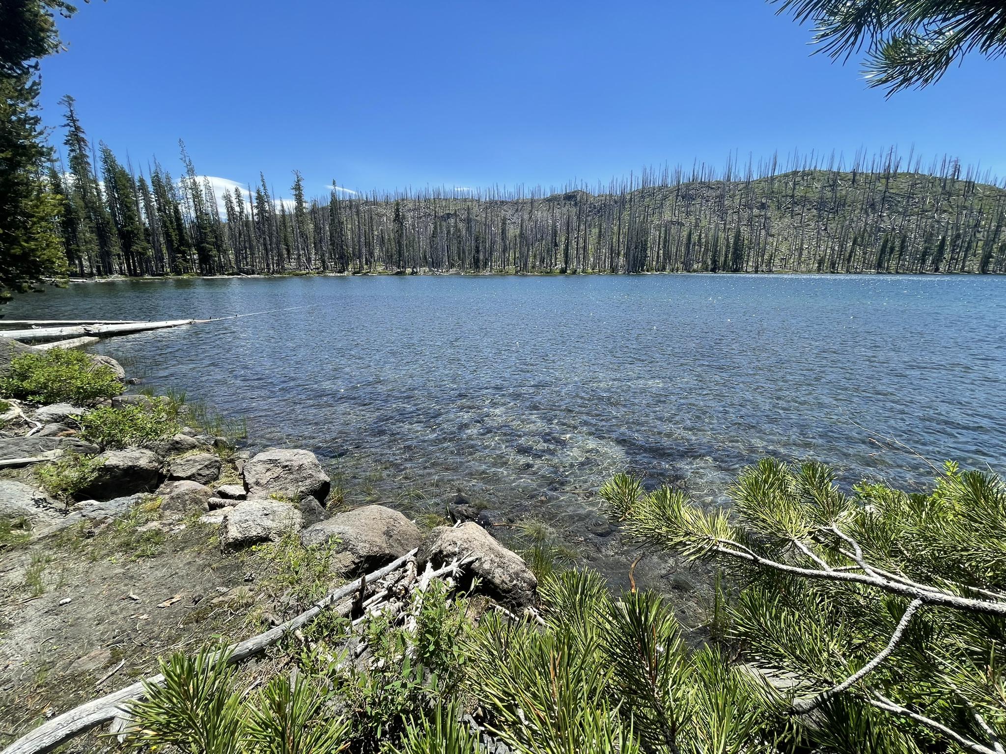 Clear lake water with rocky shore, framed by pine needles, under a blue sky.