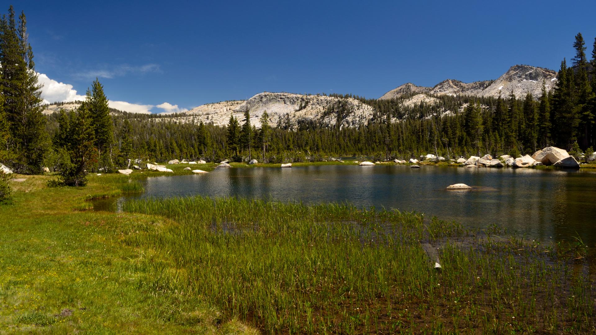 Calm lake with grassy shore, surrounded by pine trees and rocky mountains.