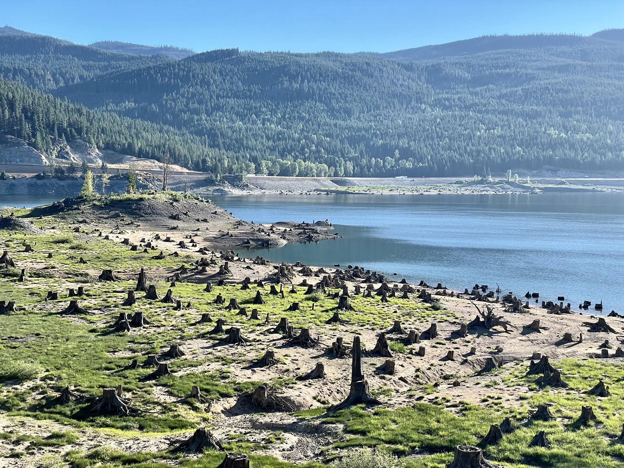 Lake shore with numerous tree stumps, green grass, and distant forested mountains.