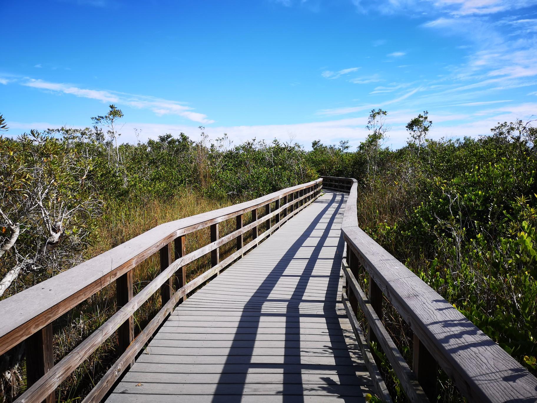 Wooden boardwalk winding through dense green foliage under a bright sky.