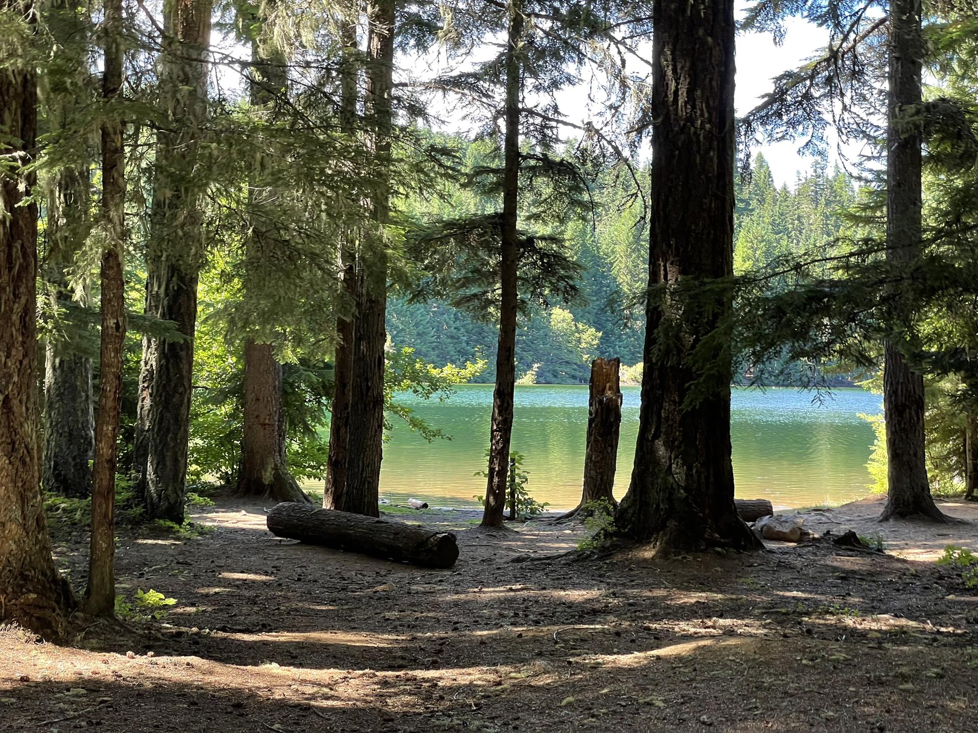 Sunny forest clearing with a fallen log by a calm, green-tinted lake.