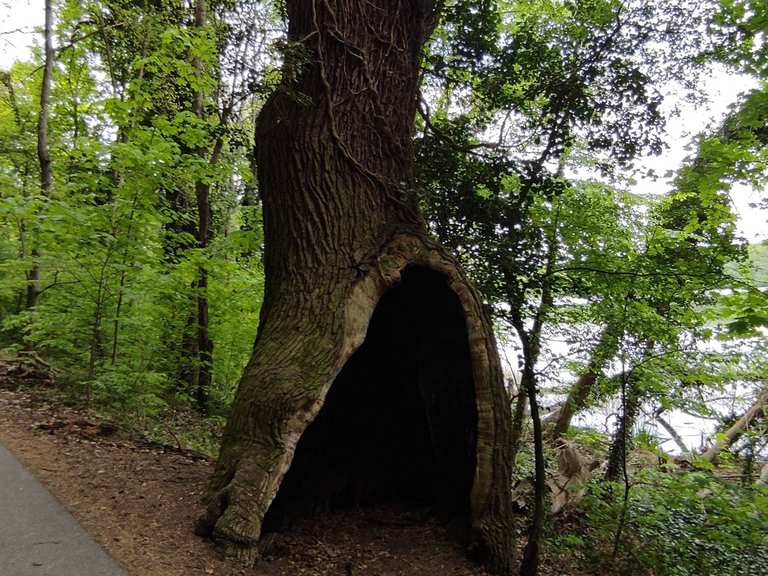 Hohler Baum Wanderungen und Rundwege komoot