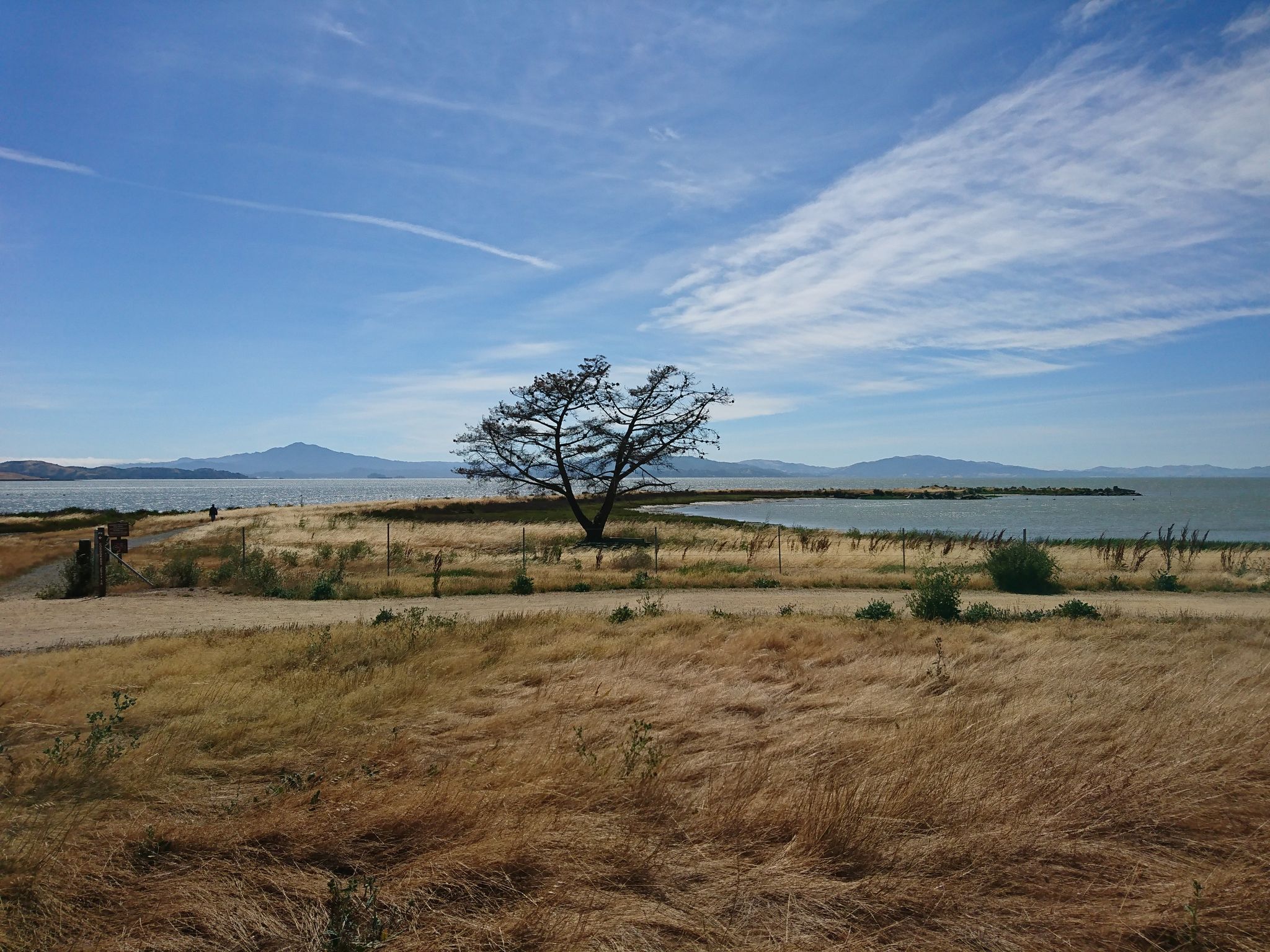 Solitary tree on a golden grassy peninsula overlooking a large bay. - China Clipper Spur and Cordgrass Jetty Trail
