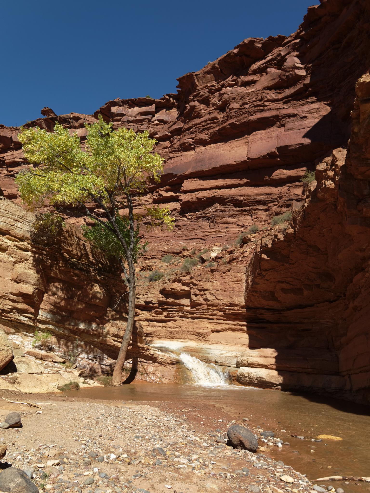 A small waterfall cascades into a stream beside a green tree and red cliffs.