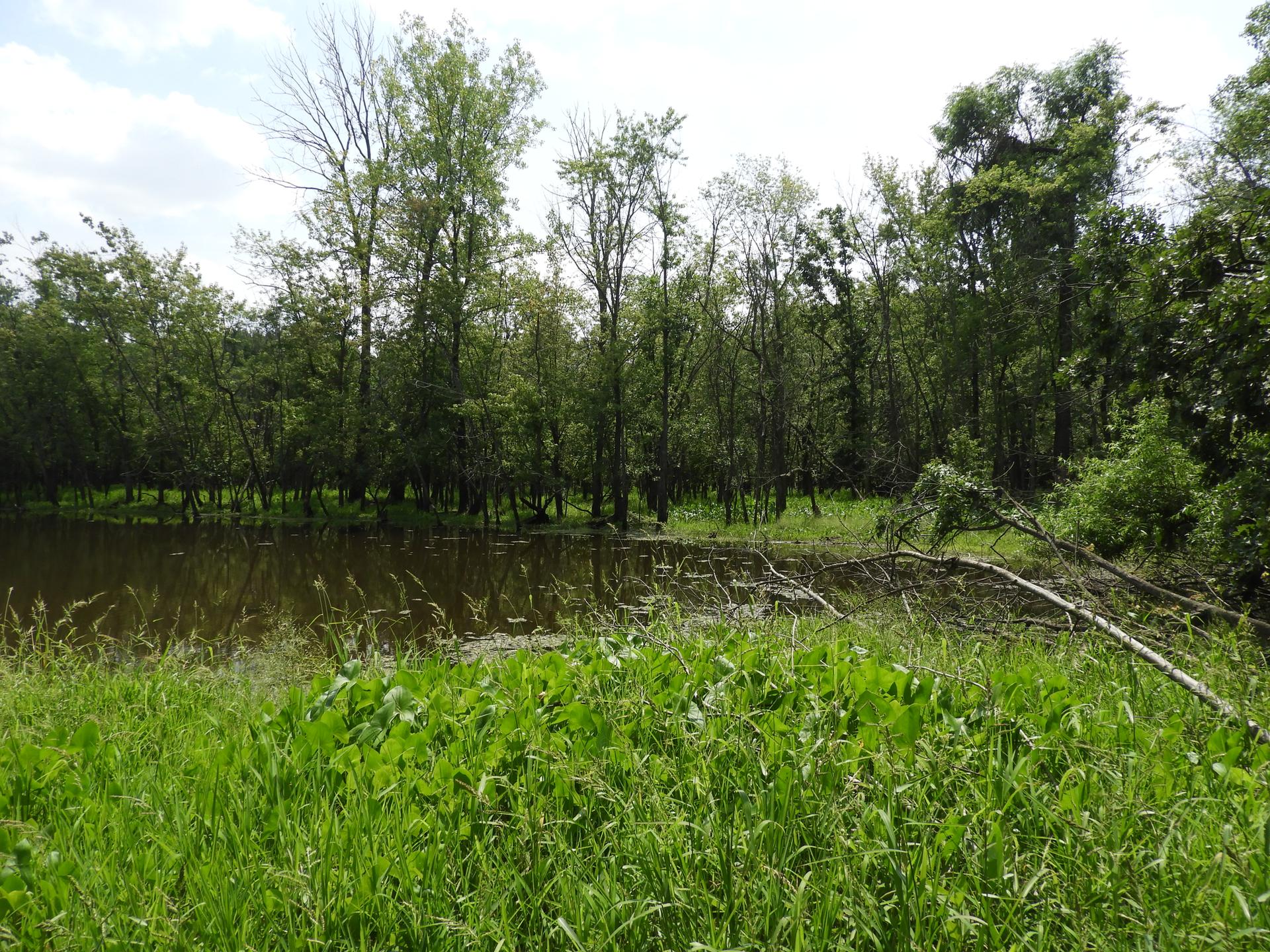 Dark water pond surrounded by tall green grass and dense trees.