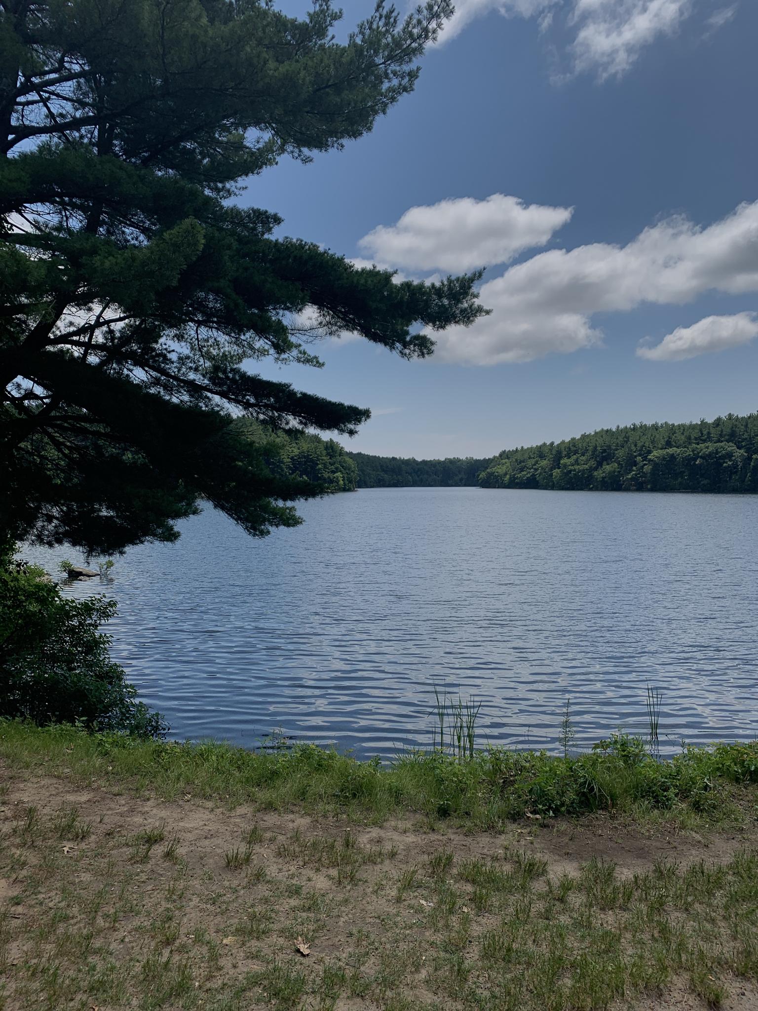 Sunny lake view with a large pine branch framing the water and distant trees.
