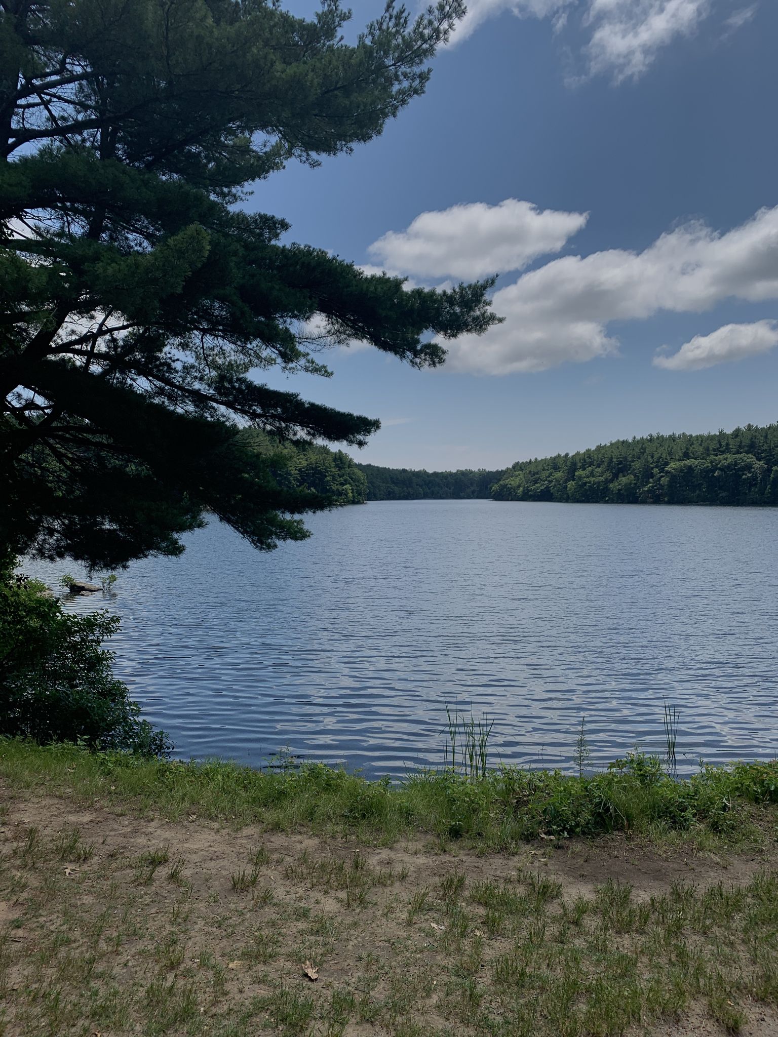 Sunny lake view with a large pine branch framing the water and distant trees. - Mountain Bike Loop