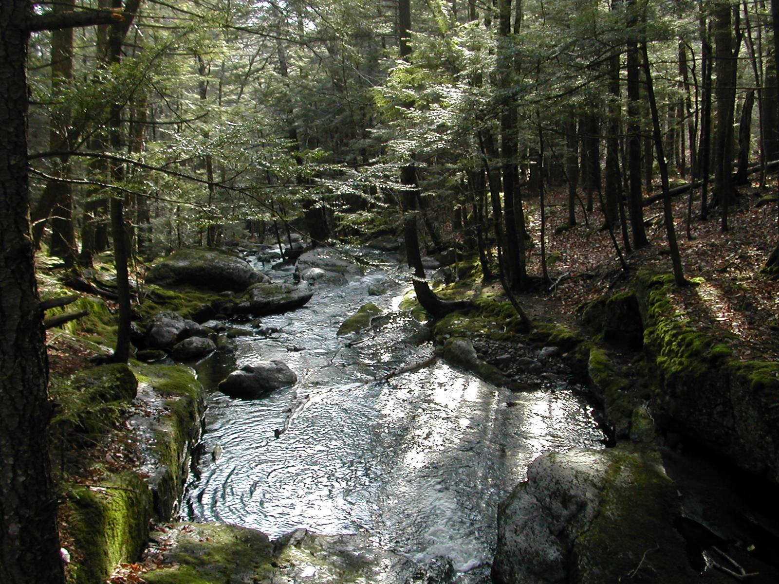 Sunlight dapples a winding forest stream flowing through mossy rocks.