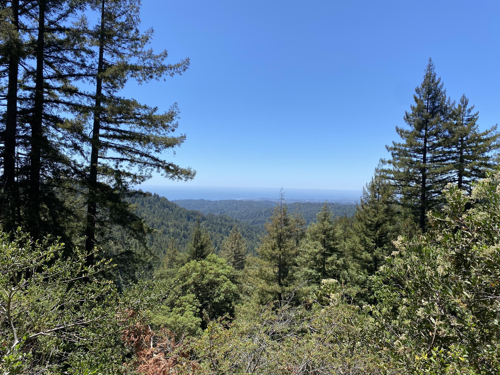 Panoramic view of a vast green forest under a clear blue sky.