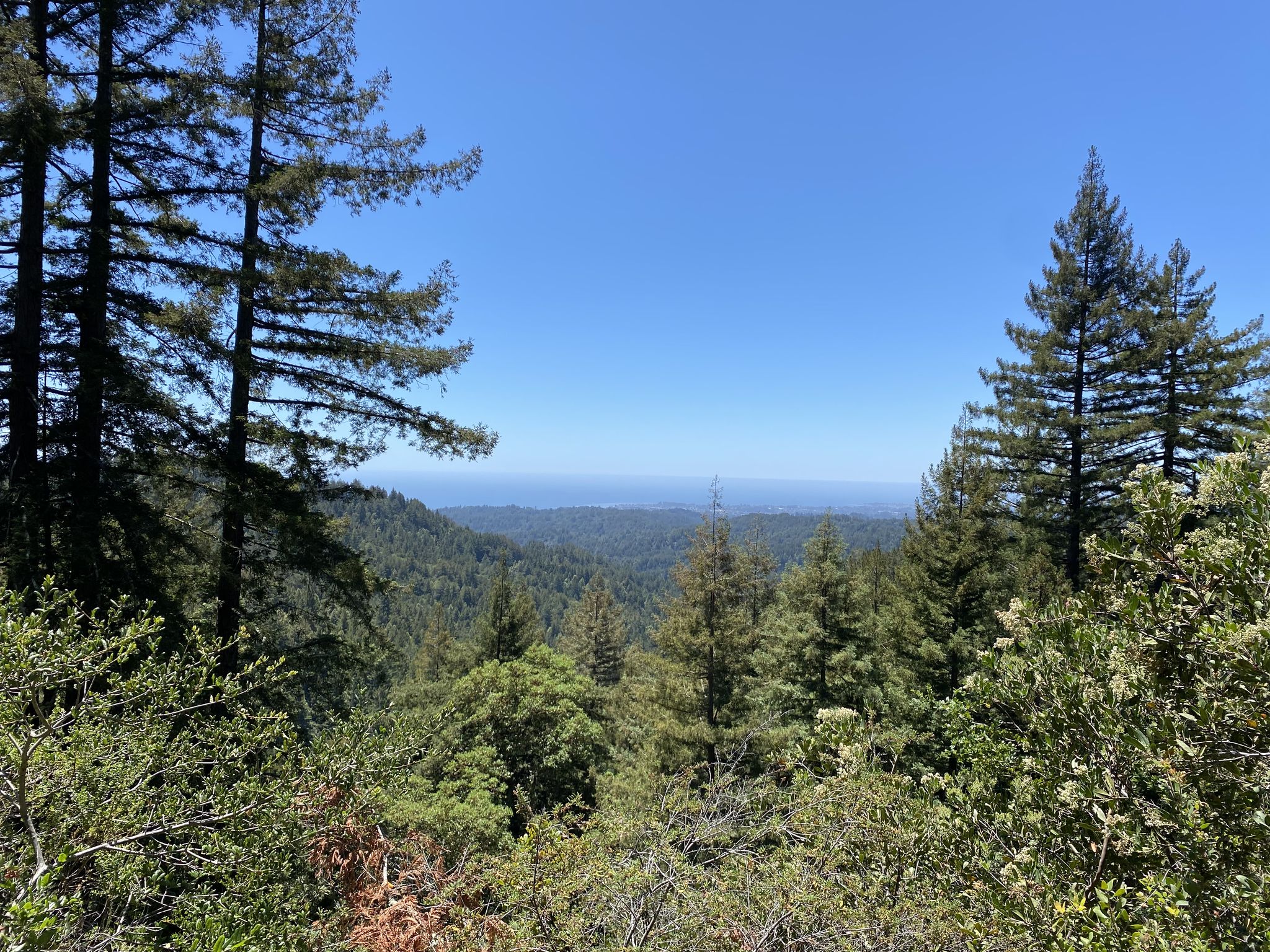 Panoramic view of a vast green forest under a clear blue sky. - Soquel-Aptos Creek Loop