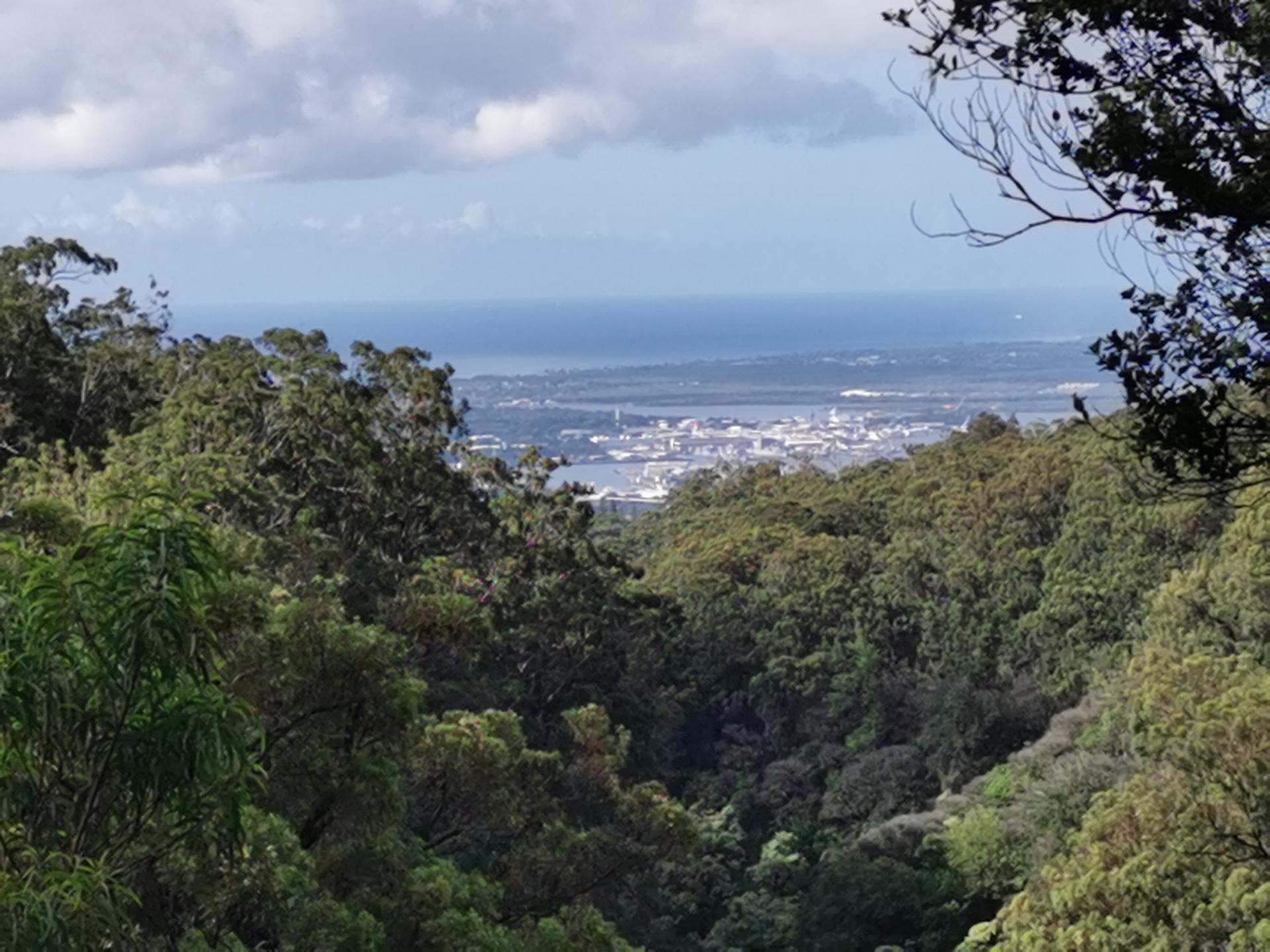 Panoramic view of a distant city and ocean through dense green forest.