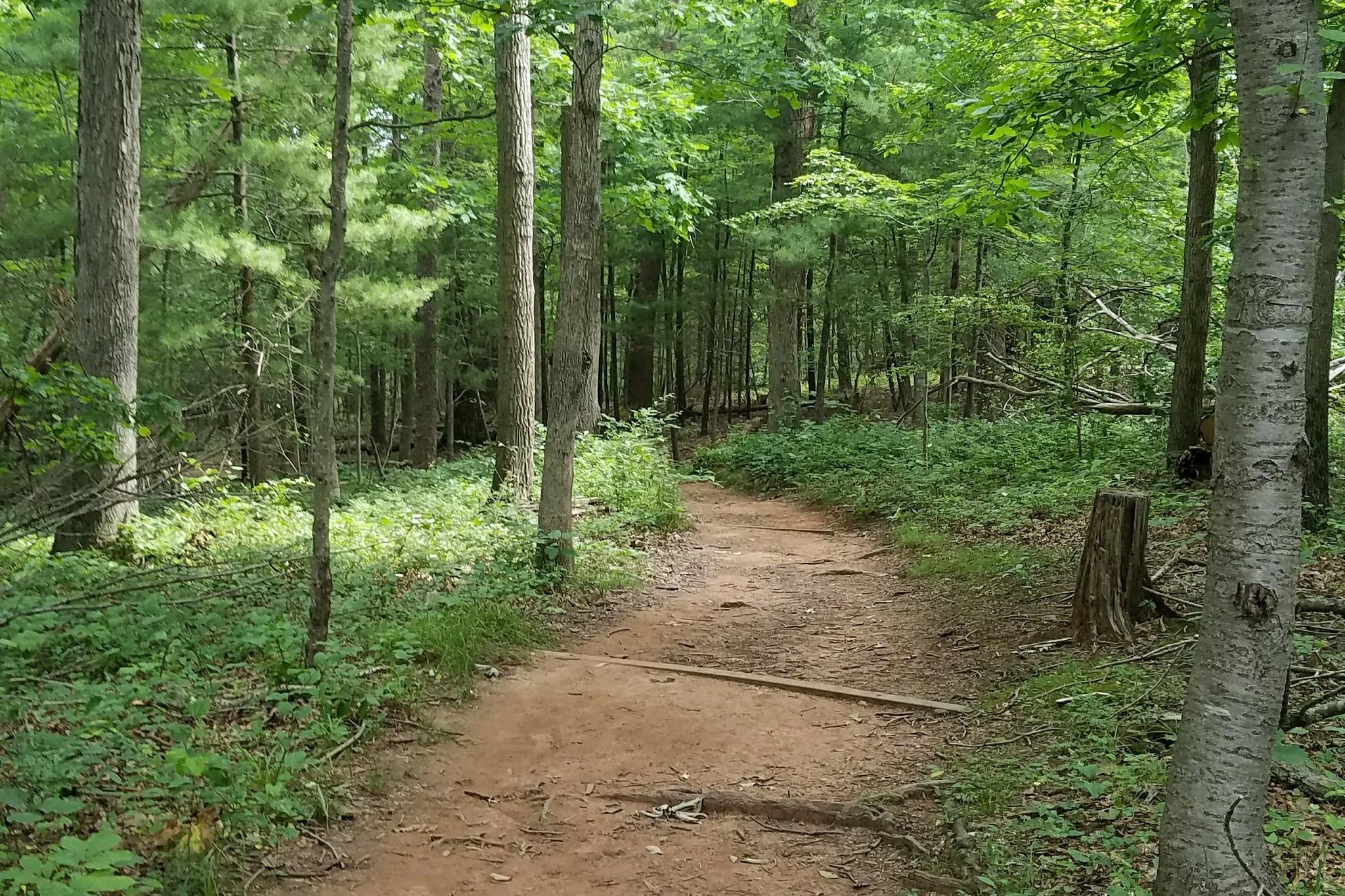 Dirt path winding through a dense green forest on a bright day.