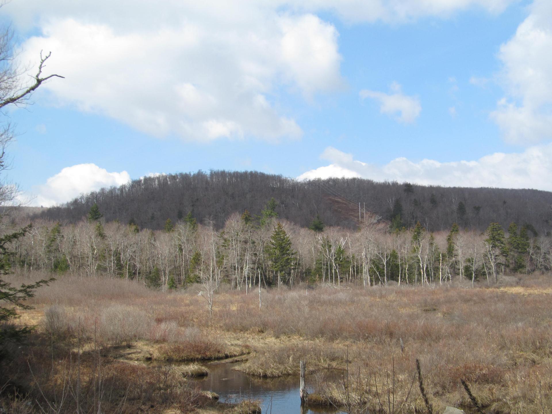 A wetland with bare trees and a distant forested hill under a cloudy sky.