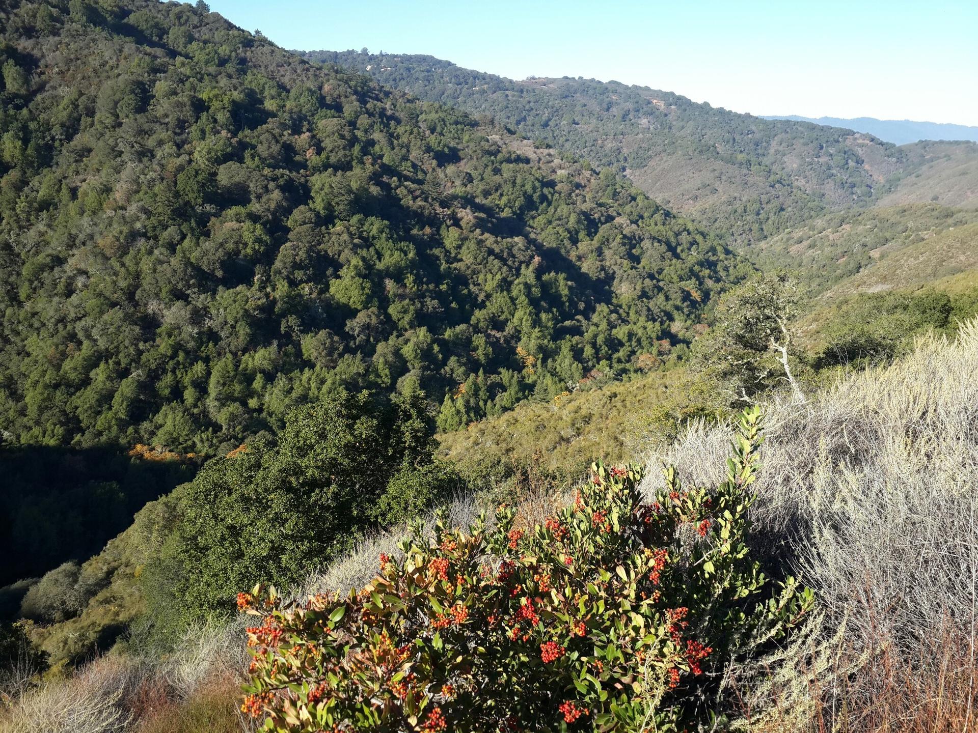 Lush green forested valley with dry hillsides and a red-berried bush. Sunny.