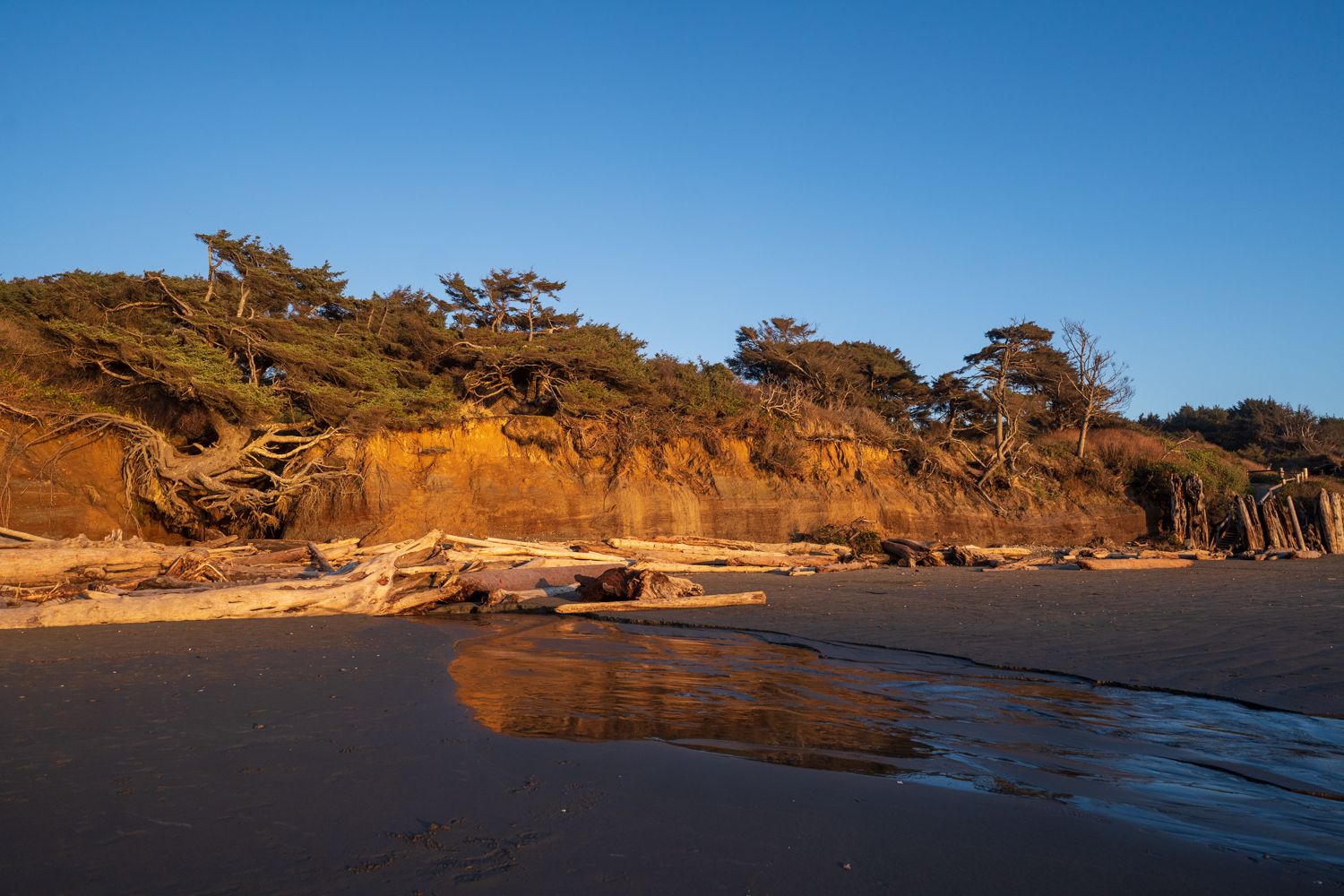 Golden hour light on a beach with driftwood, stream, and forested cliff. - Kalaloch to Browns Point Trail Run
