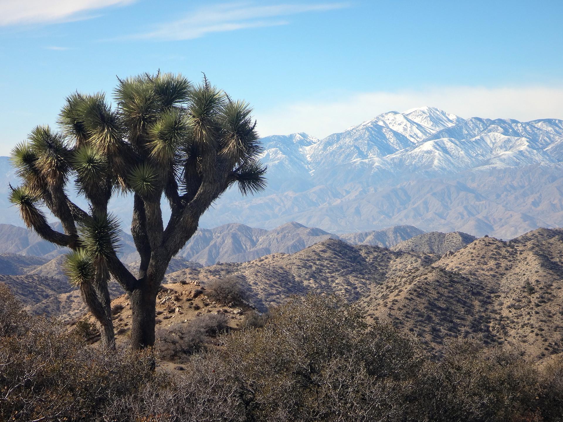 A large Joshua tree stands before majestic snow-capped mountains under a blue sky.