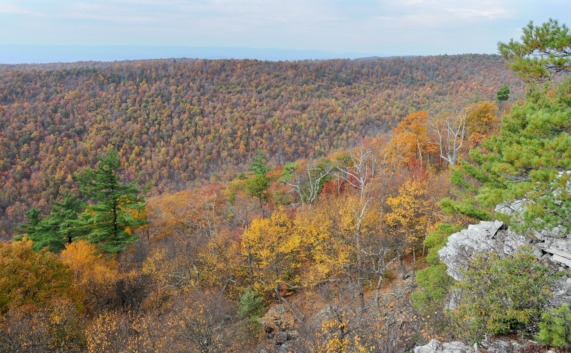 Autumn forest with vibrant fall colors seen from a rocky overlook.