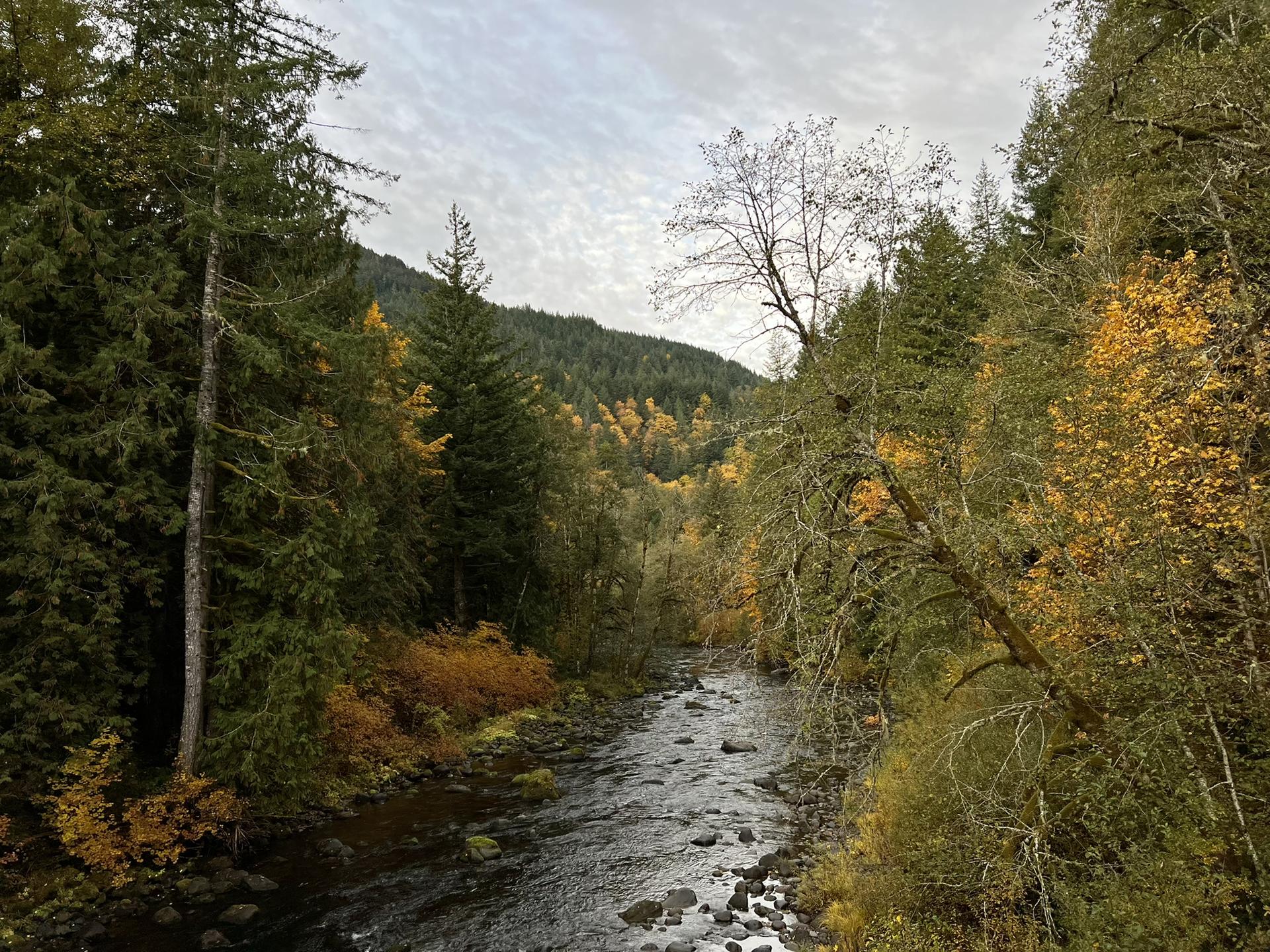 A river flows through a forest with autumn foliage under a cloudy sky.