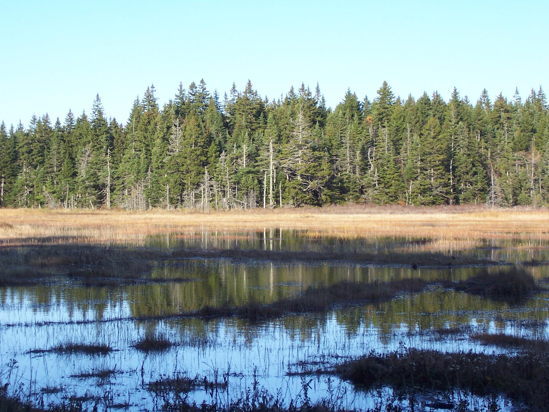 Calm water reflecting a golden marsh and a dense evergreen forest on a sunny day.