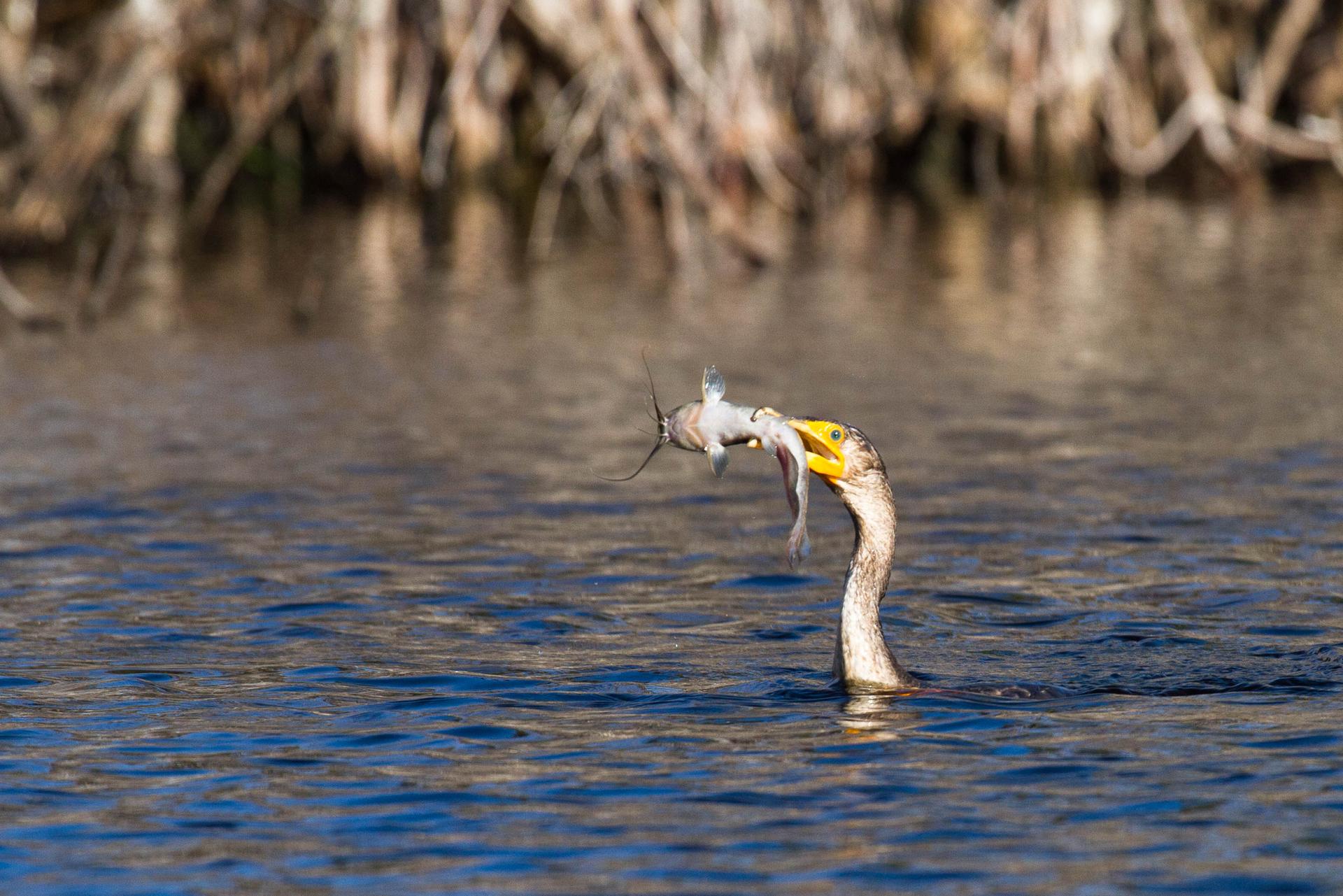 A bird's head emerges from water, holding a fish in its beak.