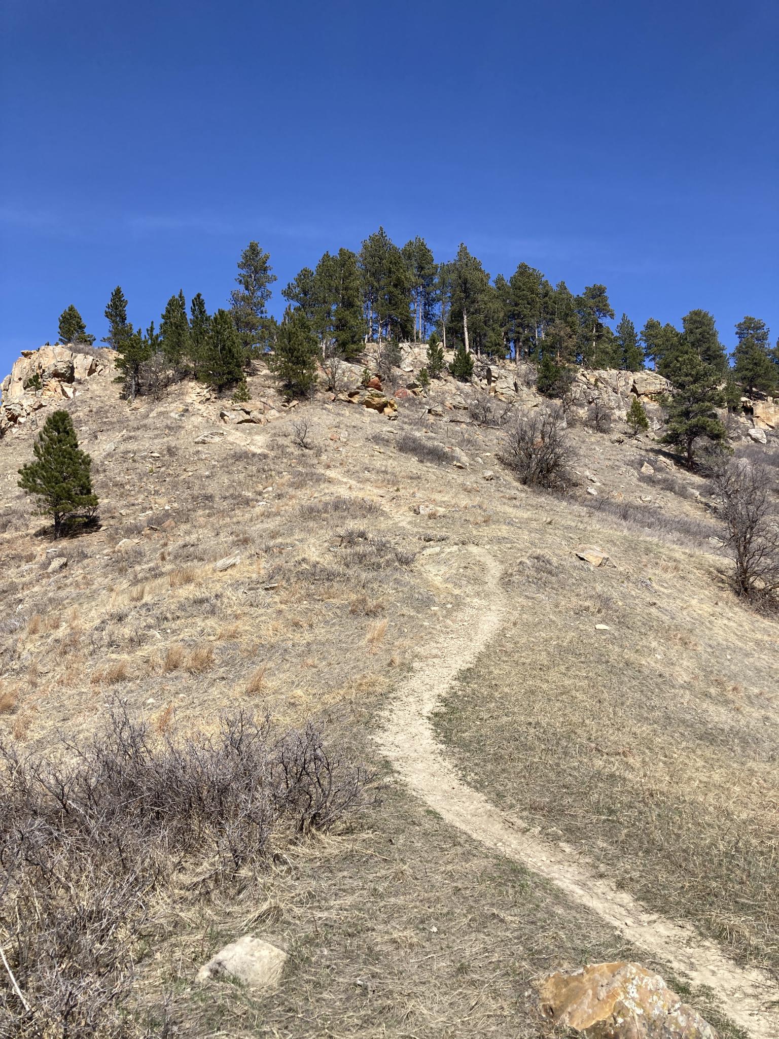 Winding dirt path ascends a dry, grassy hill towards pine trees under a clear sky.
