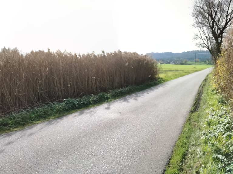 Fahrt durch hohes Binsengras MountainbikeTouren und Trails komoot