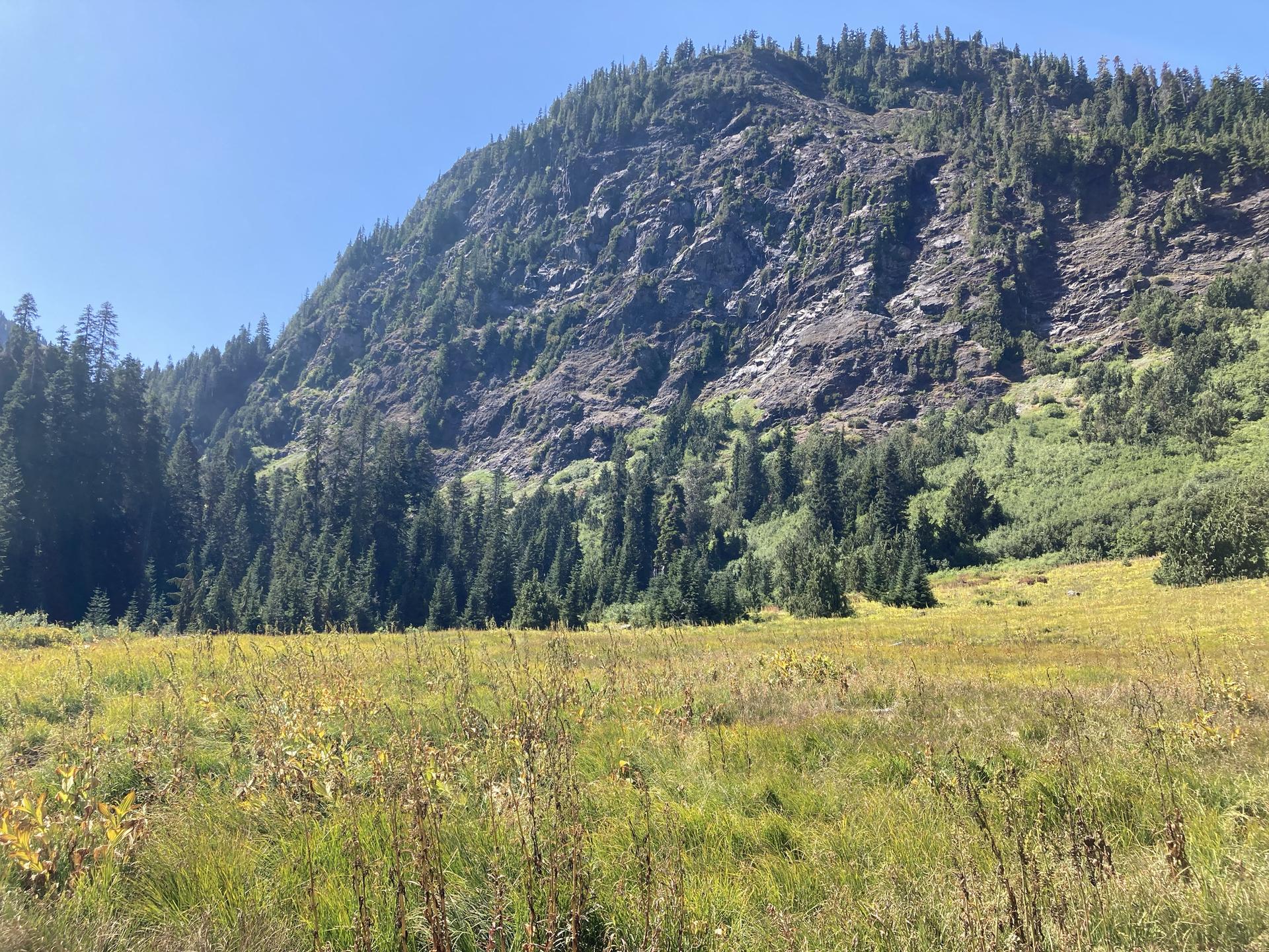 Sunny meadow with tall grass, backed by a steep forested mountain.