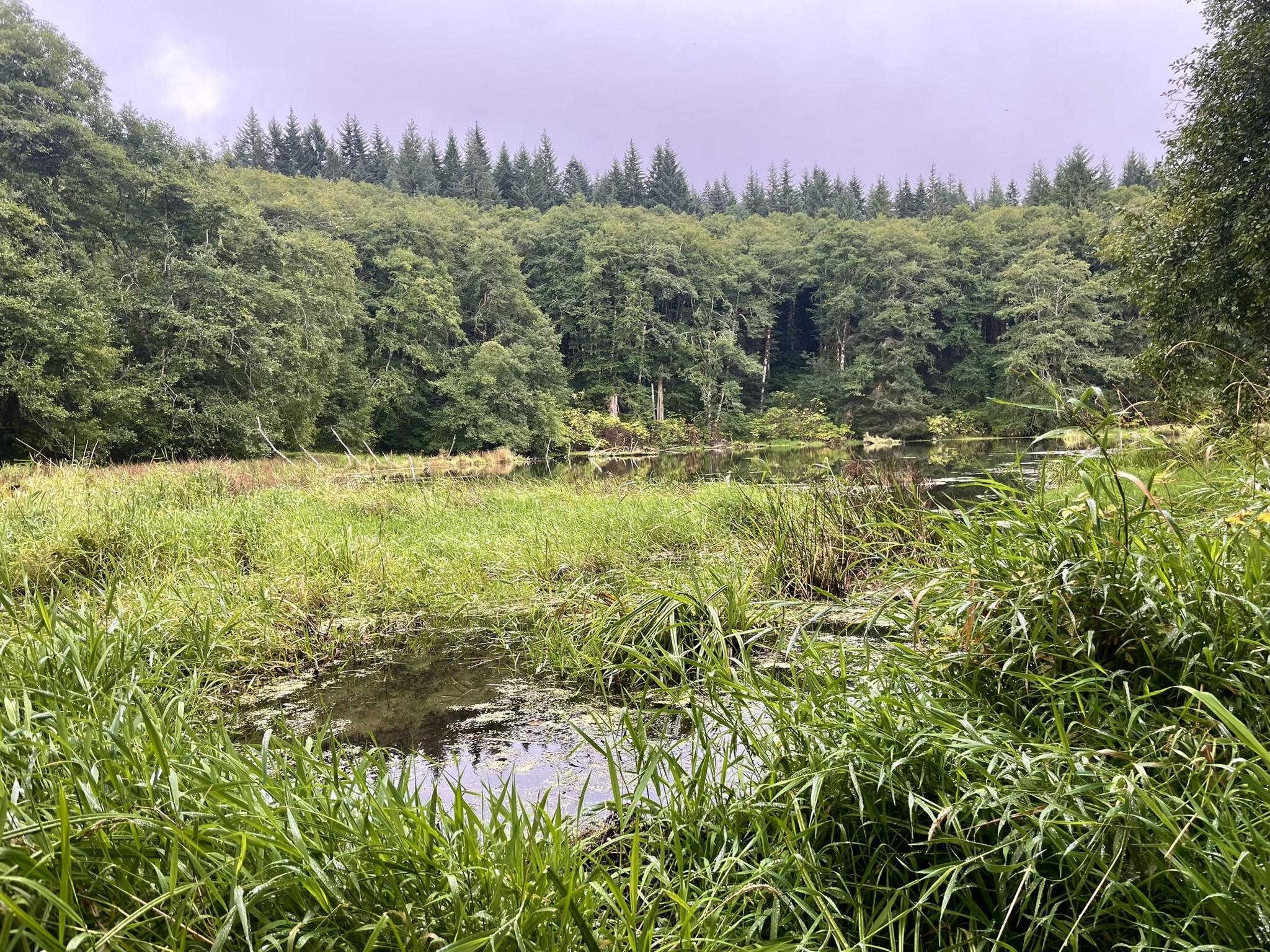 Marshy pond with tall green grass and dense forest under an overcast sky.