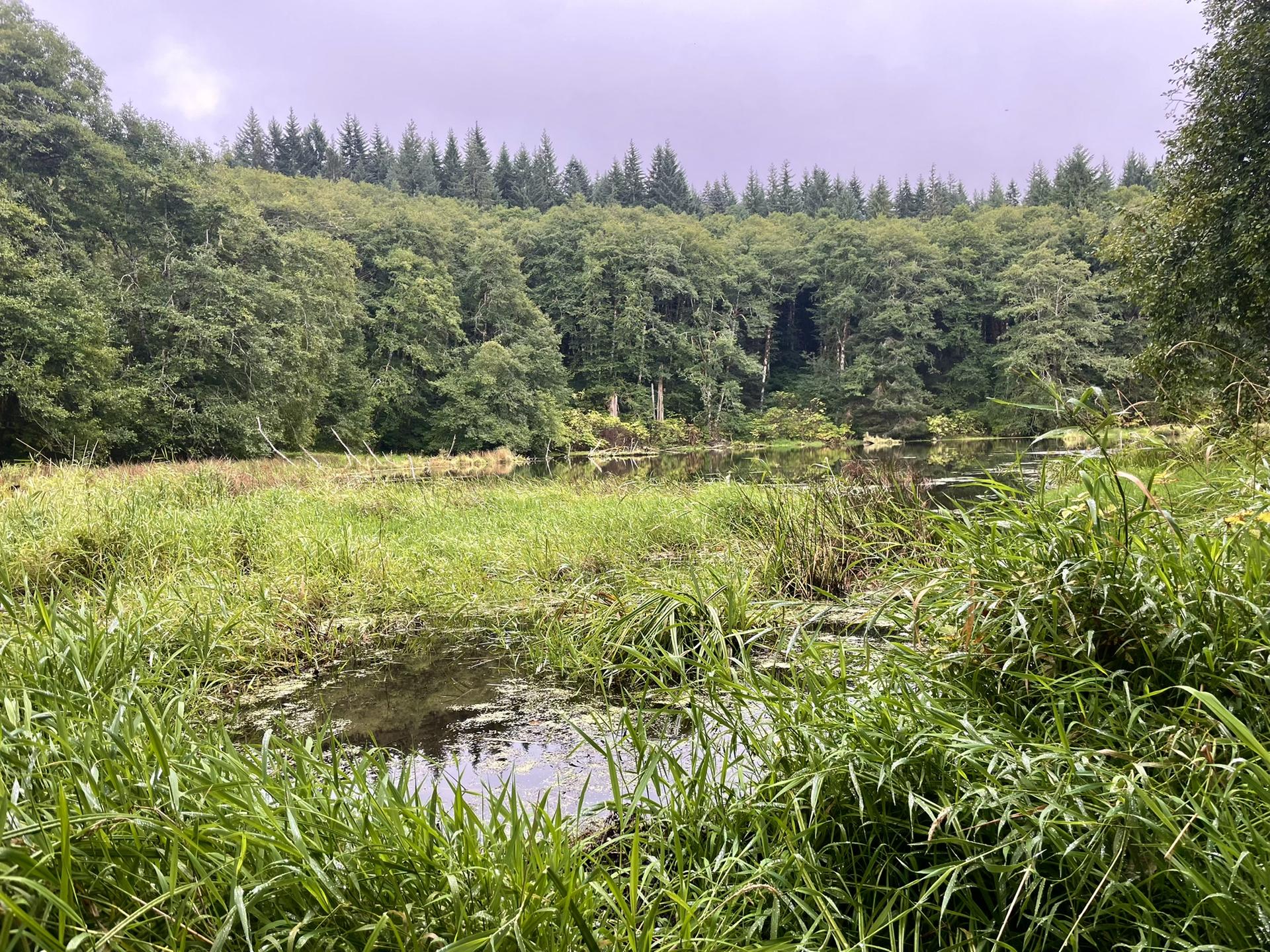 Marshy pond with tall green grass and dense forest under an overcast sky.
