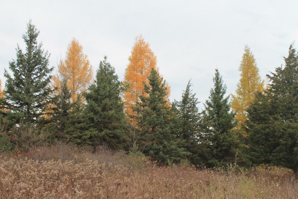 Evergreen and golden autumn trees line a field of dry grass under a bright sky.