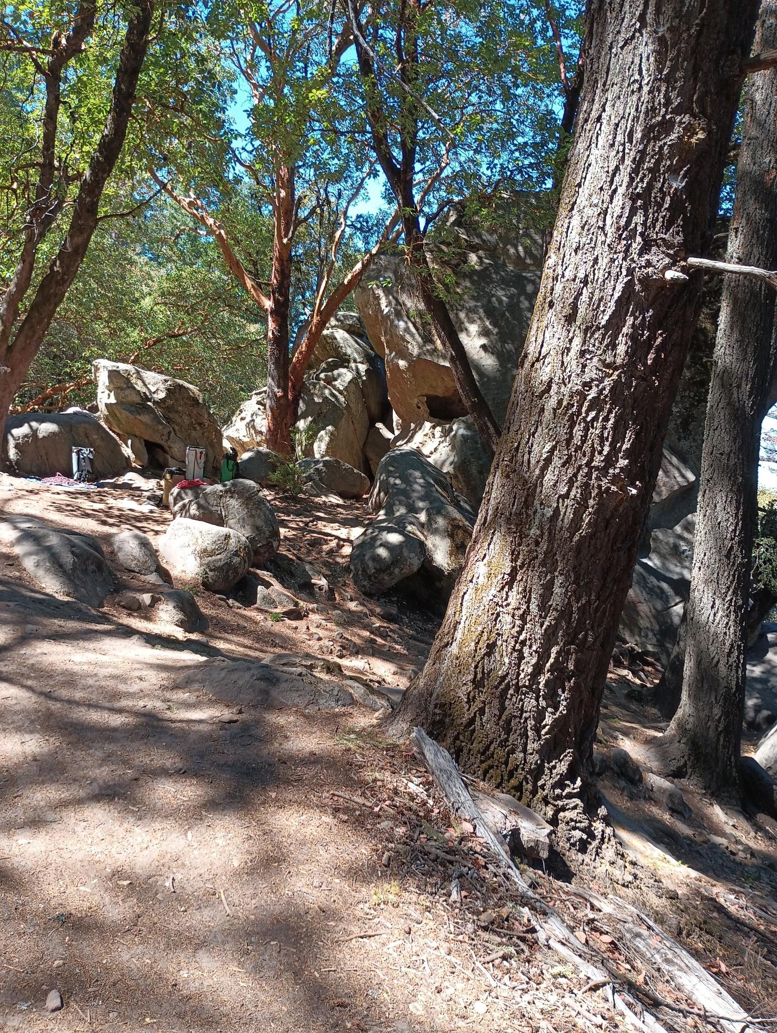 Sunny, rocky forest slope with large boulders and tall trees.