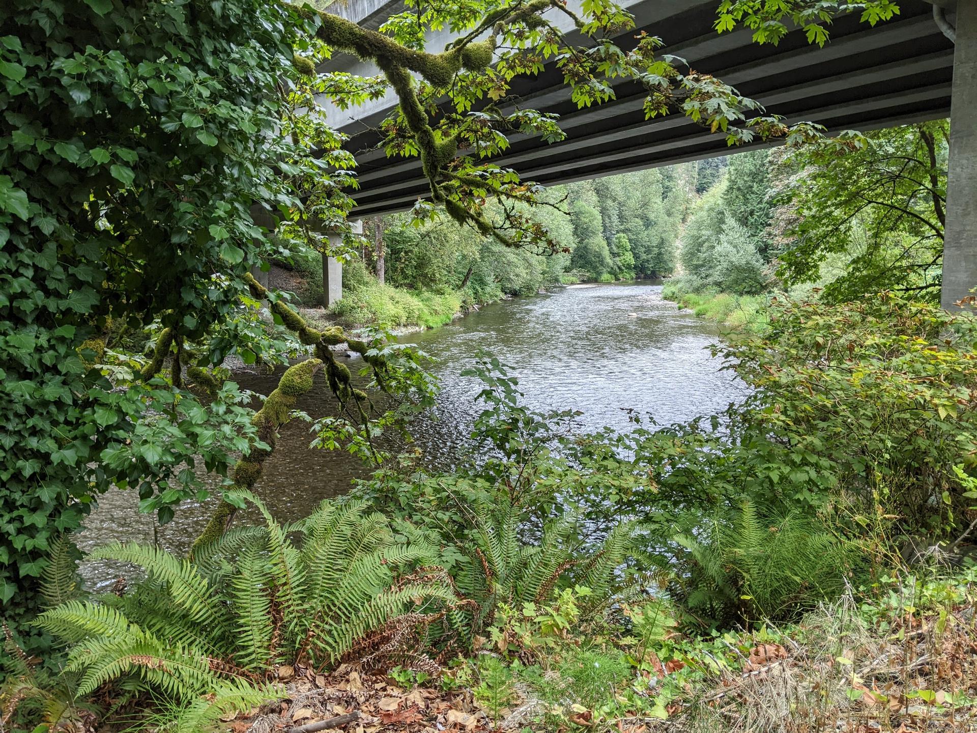 River flowing under a concrete bridge, surrounded by dense green foliage.