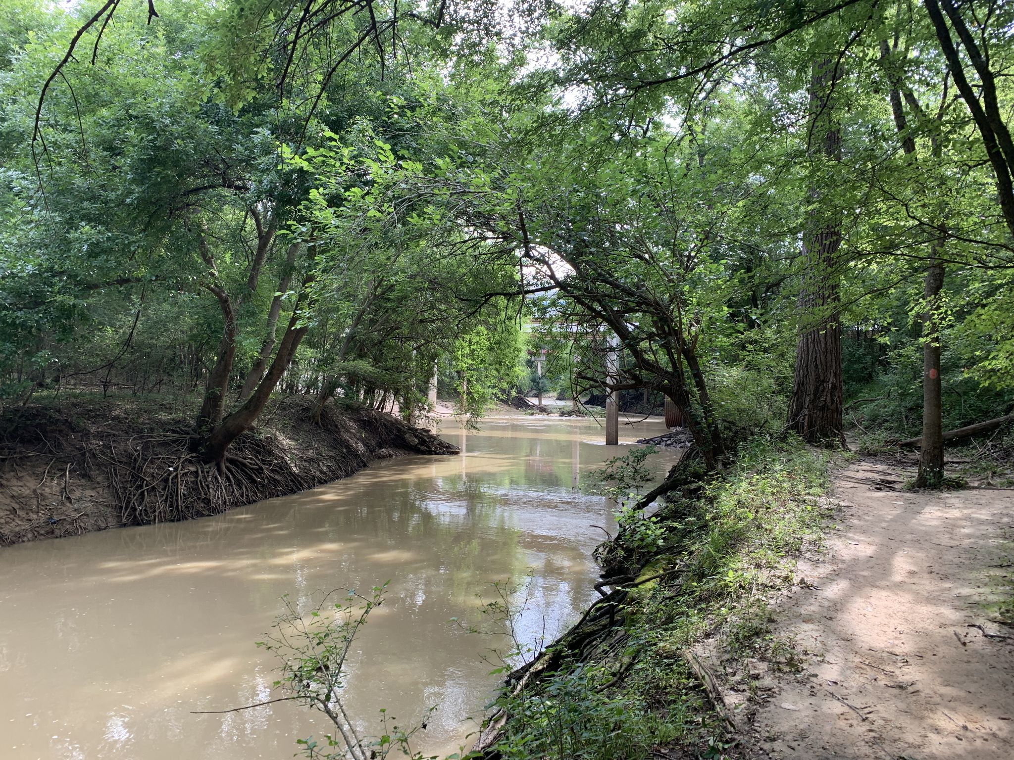Muddy river flowing through a dense green forest on a bright day. - Quail Trail