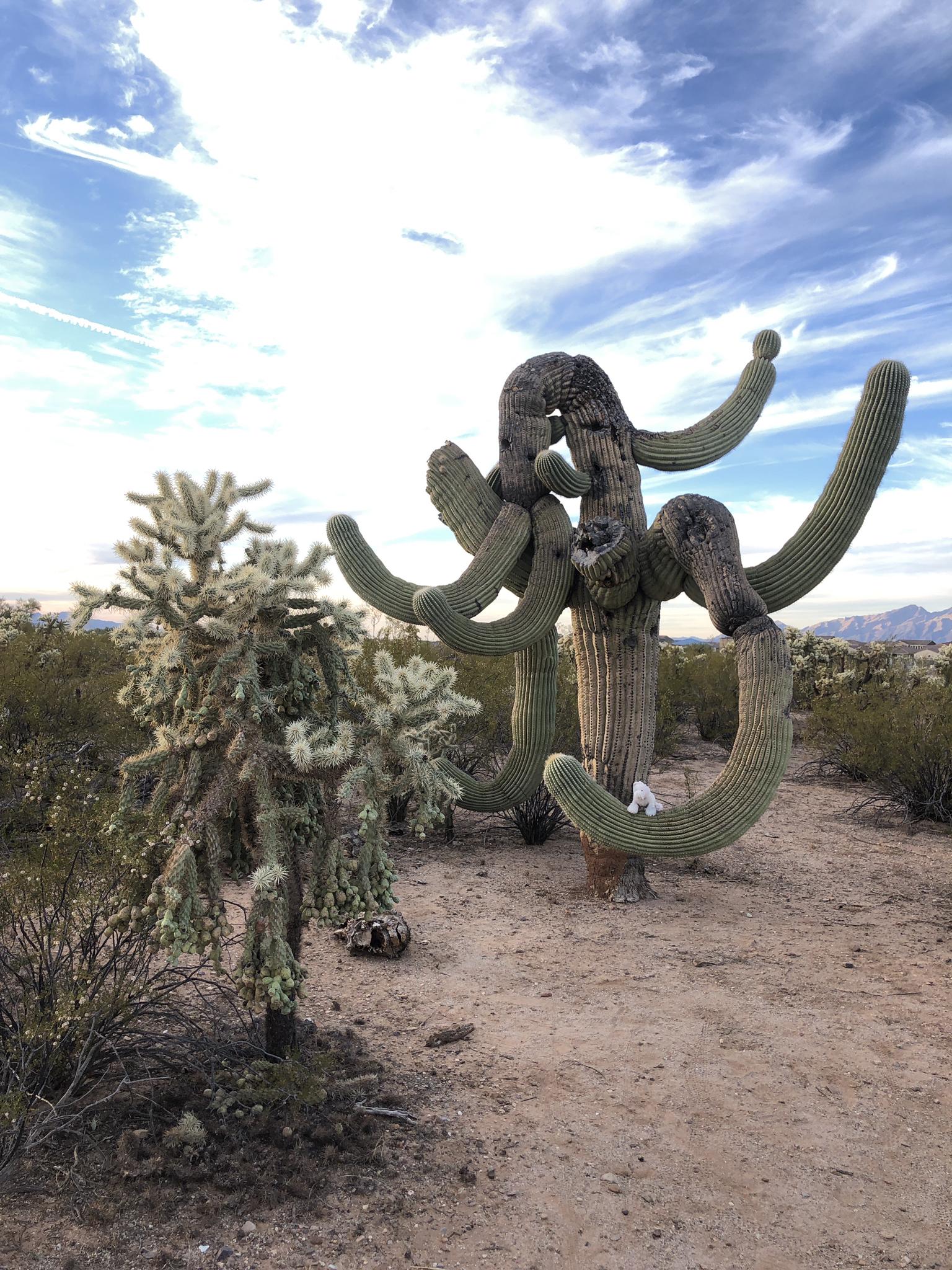A unique crested saguaro cactus and cholla in a sunny desert landscape.