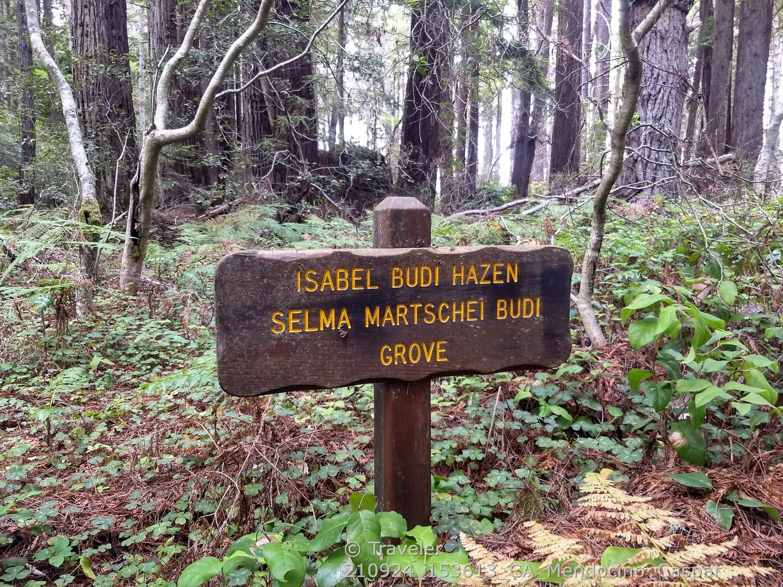 Rustic wooden sign in a dense forest with ferns and tall trees.