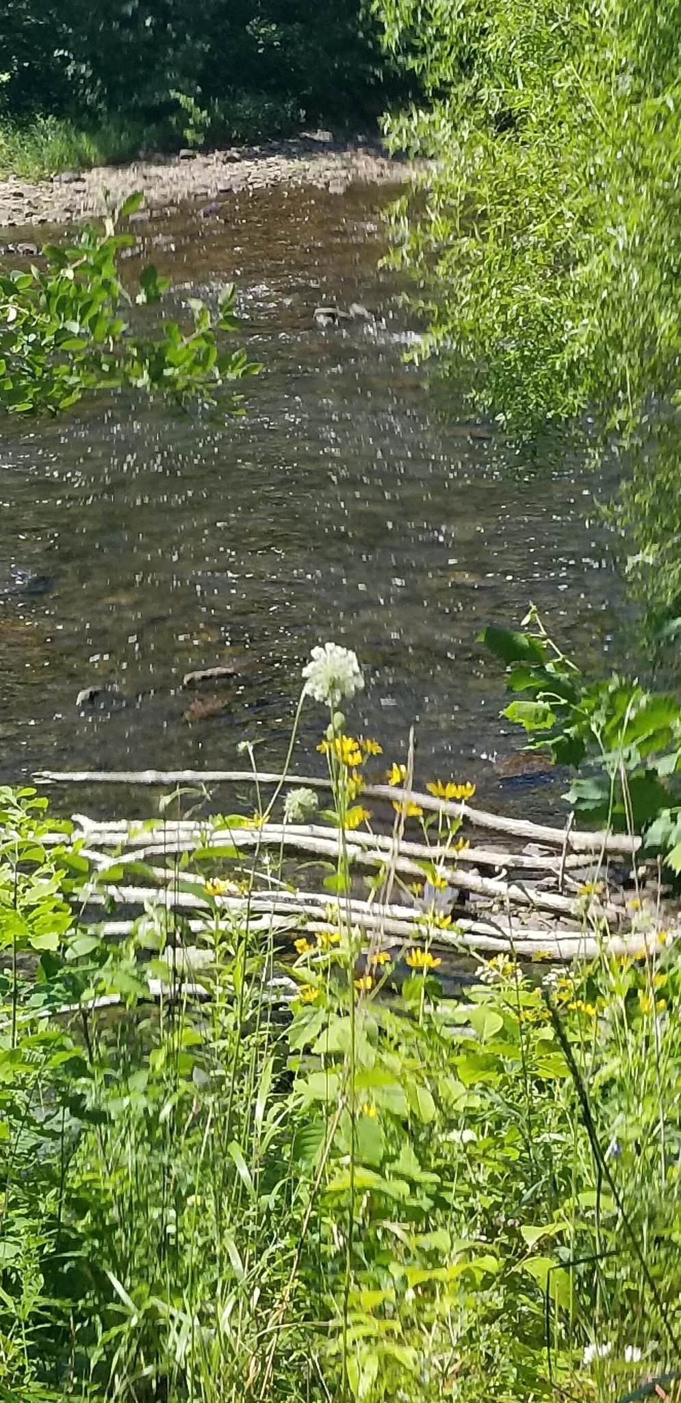 A white wildflower in focus with a blurry stream and green foliage behind.