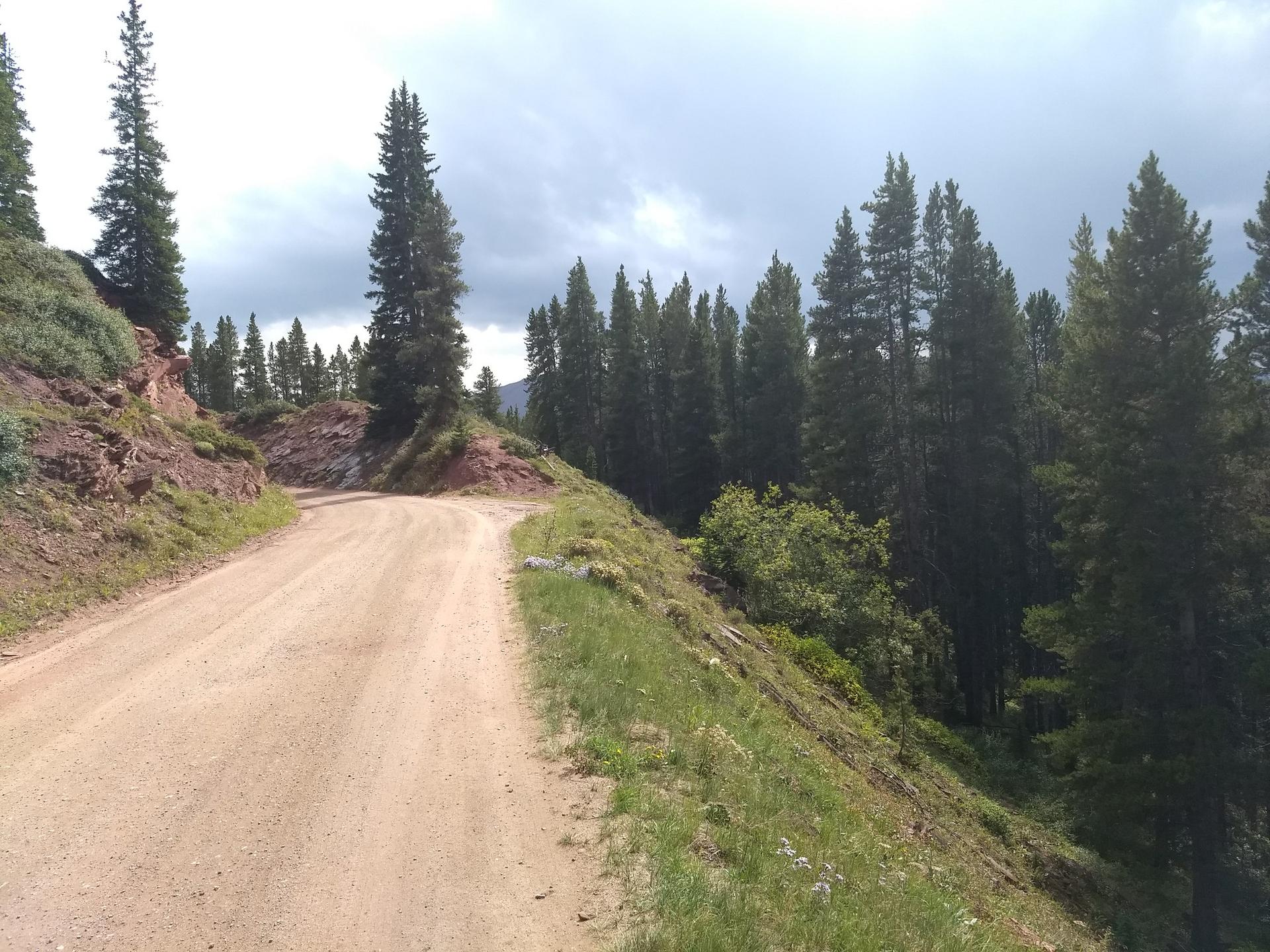 A winding dirt road through a dense pine forest under a cloudy sky.