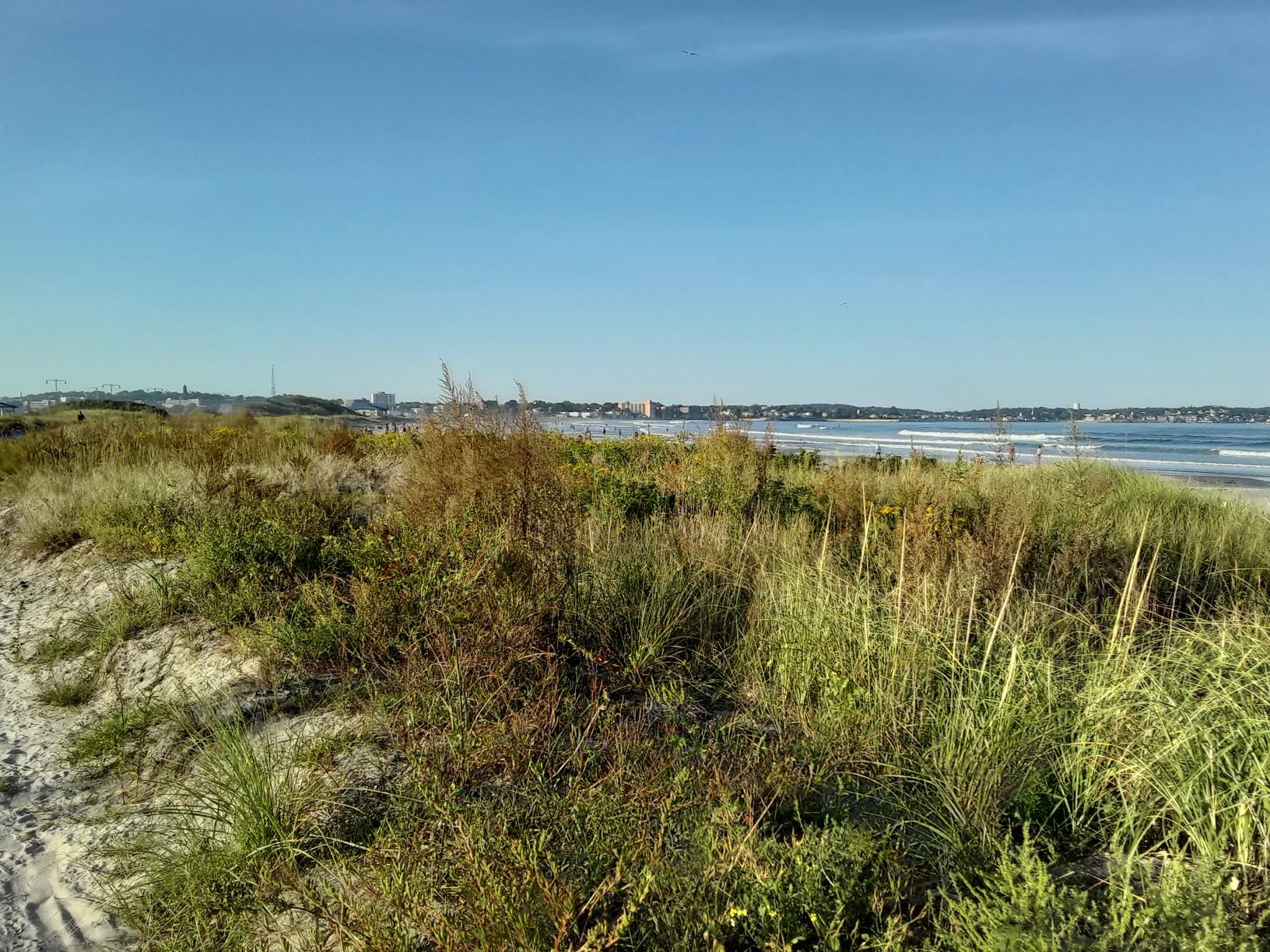 Grassy dunes overlooking a wide sandy beach and ocean under clear blue sky.