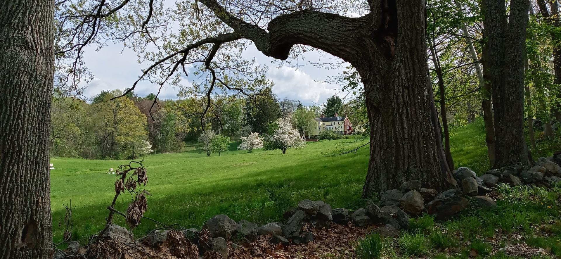 Large trees frame a green meadow with flowering trees and a distant house.