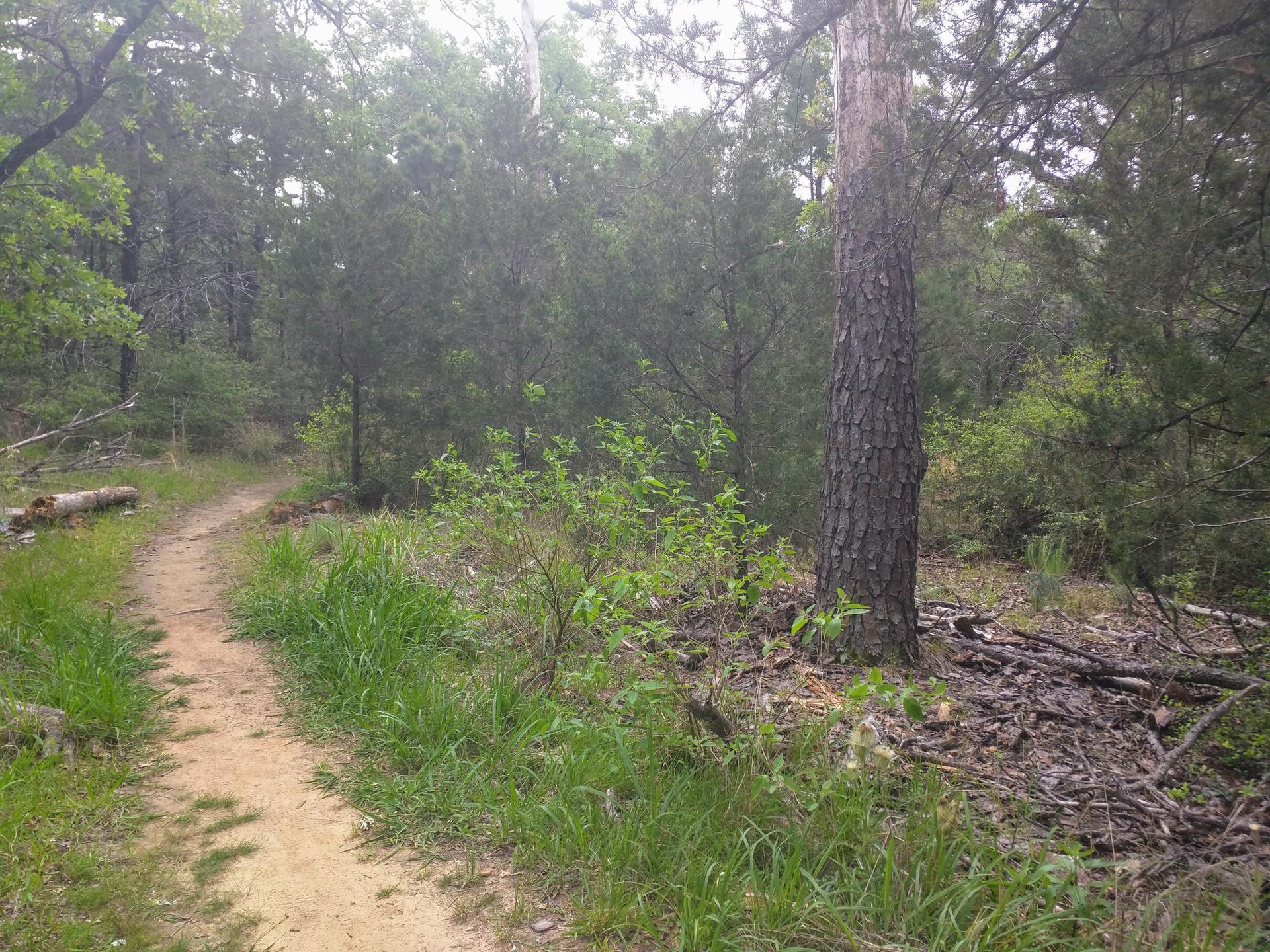 A winding dirt path through a green, dense forest.