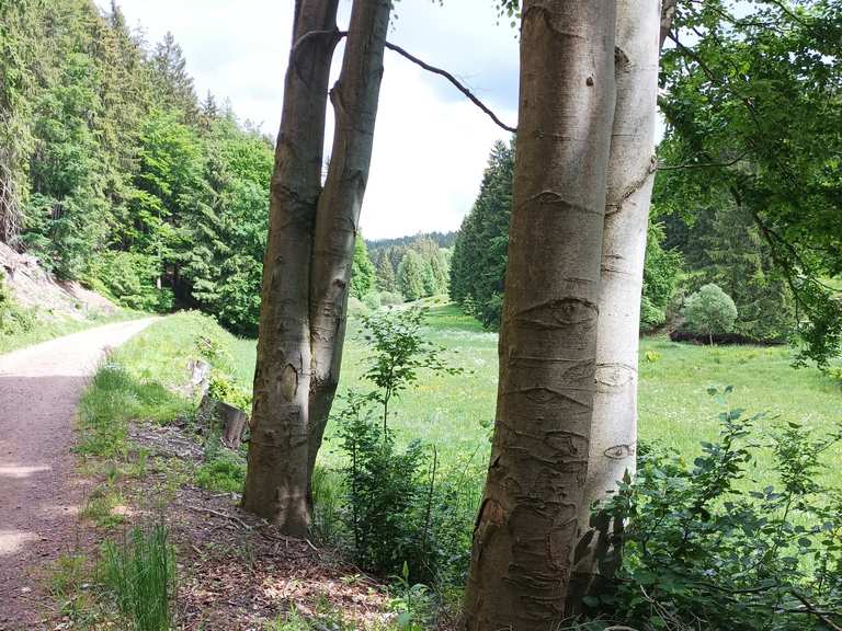 Zwei Teiche mit Sitzmöglichkeiten Wanderungen und Rundwege komoot