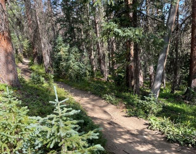 A sun-dappled dirt path winds through a dense, green evergreen forest.