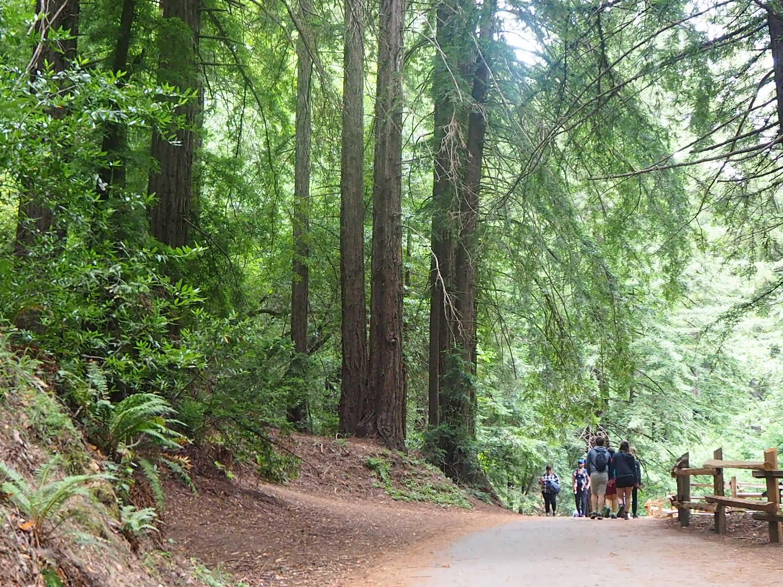 People walk on a paved path through a sunlit, dense forest.
