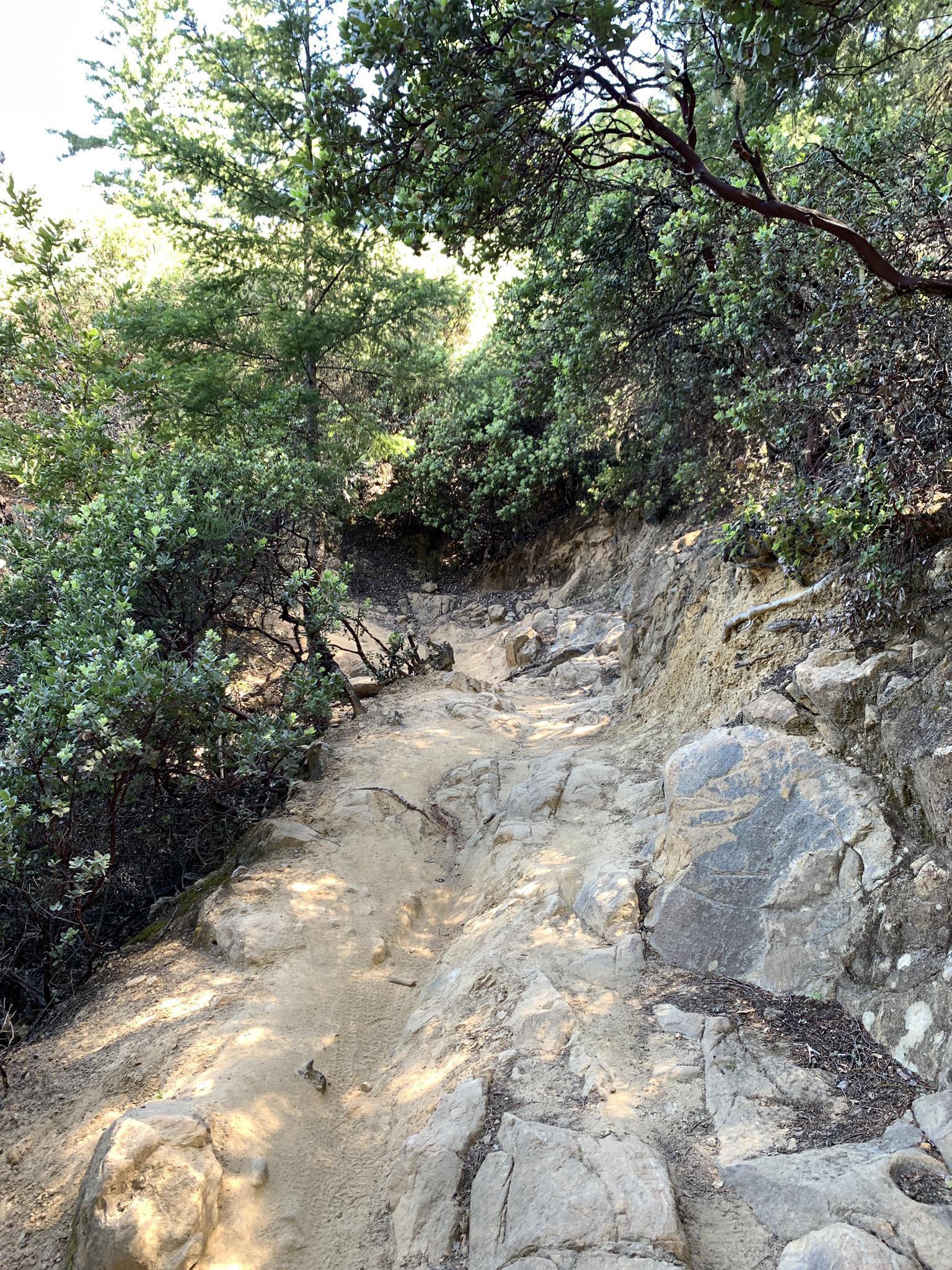 Rocky, steep dirt path surrounded by green shrubs under bright sunlight.
