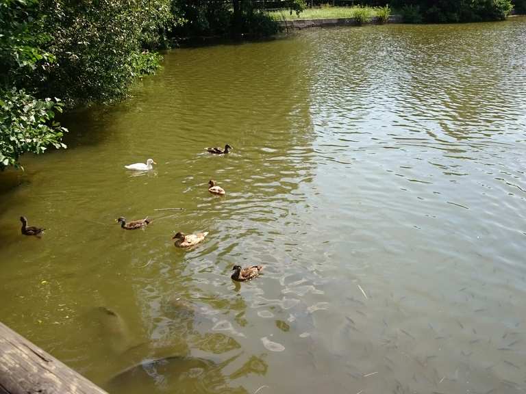 Hohenauer Teich Wanderungen und Rundwege komoot